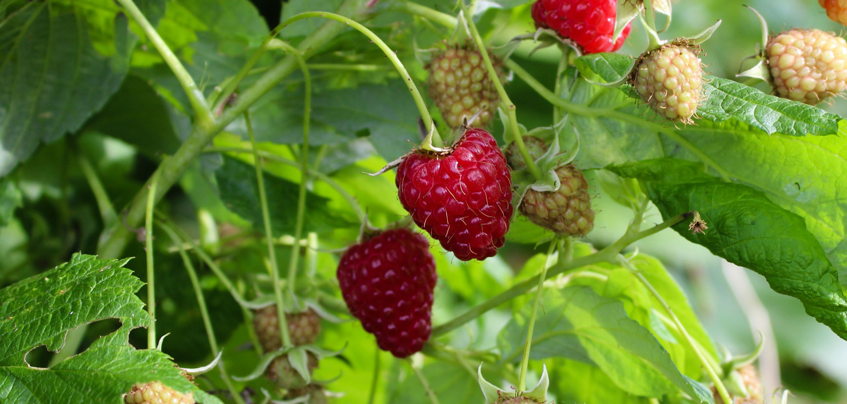 Fruitiers en pot gros conteneur