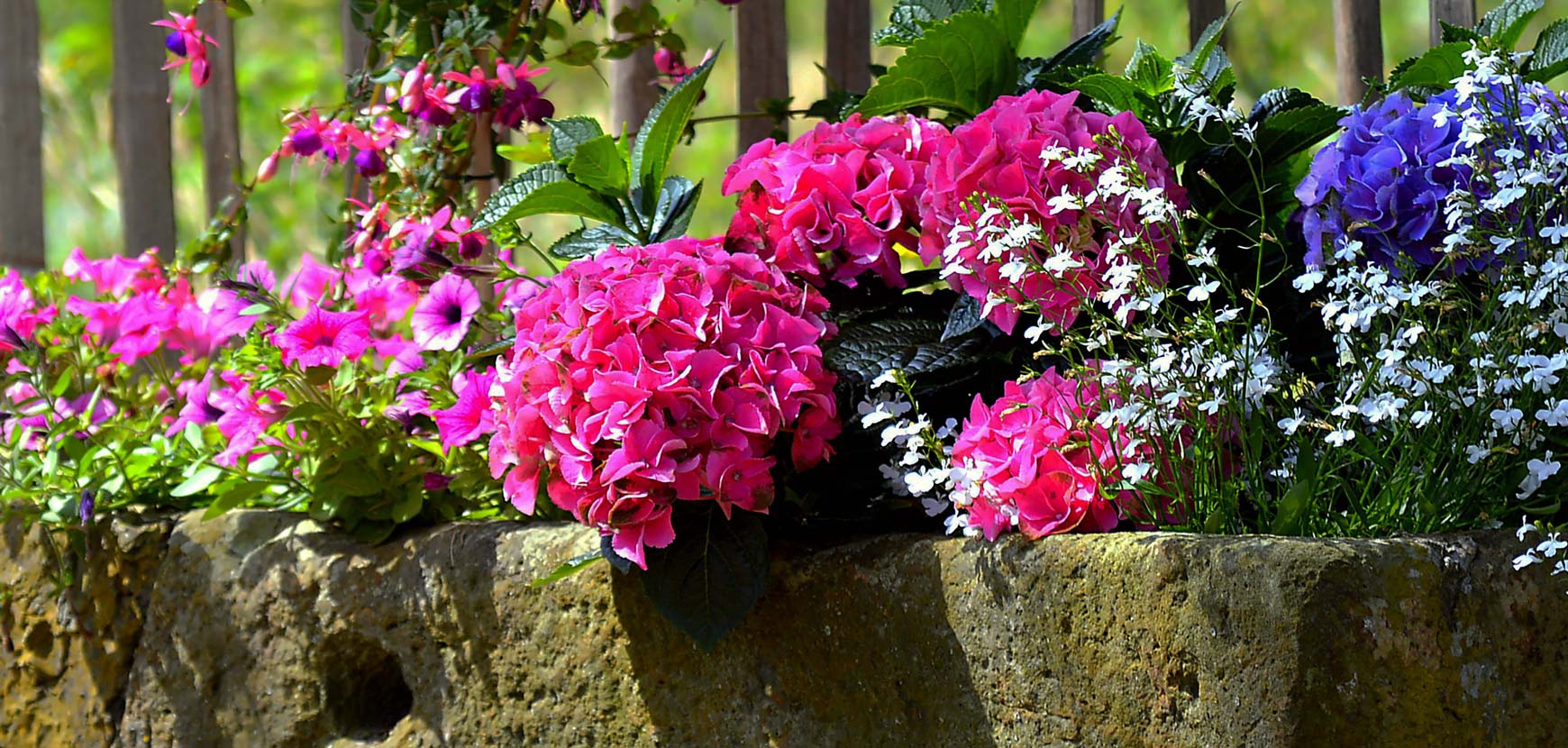 Fleurs pour terrasses et balcons d'ombre Fleurs pour terrasses et balcons d'ombre