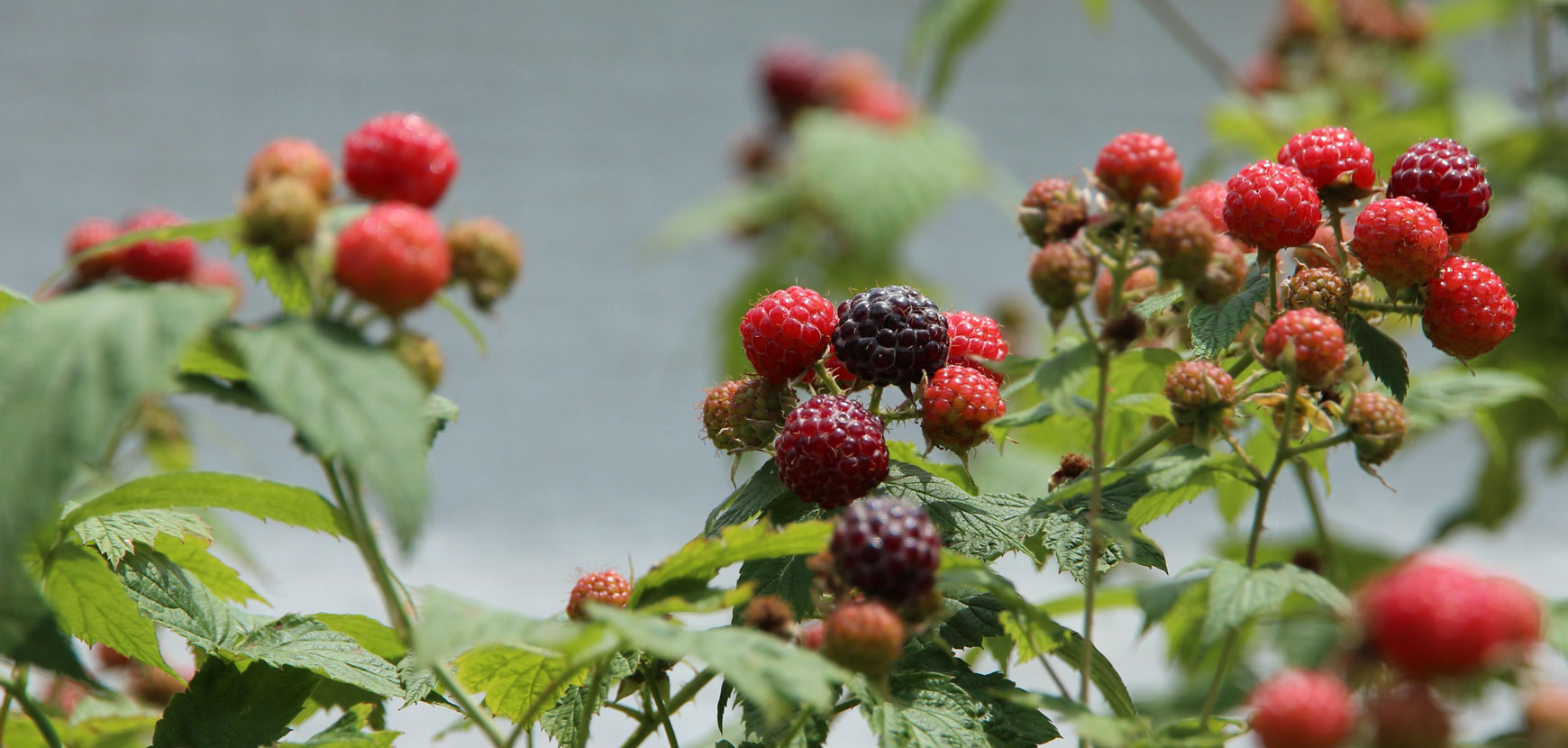 Bons et beaux, les petits fruits déco