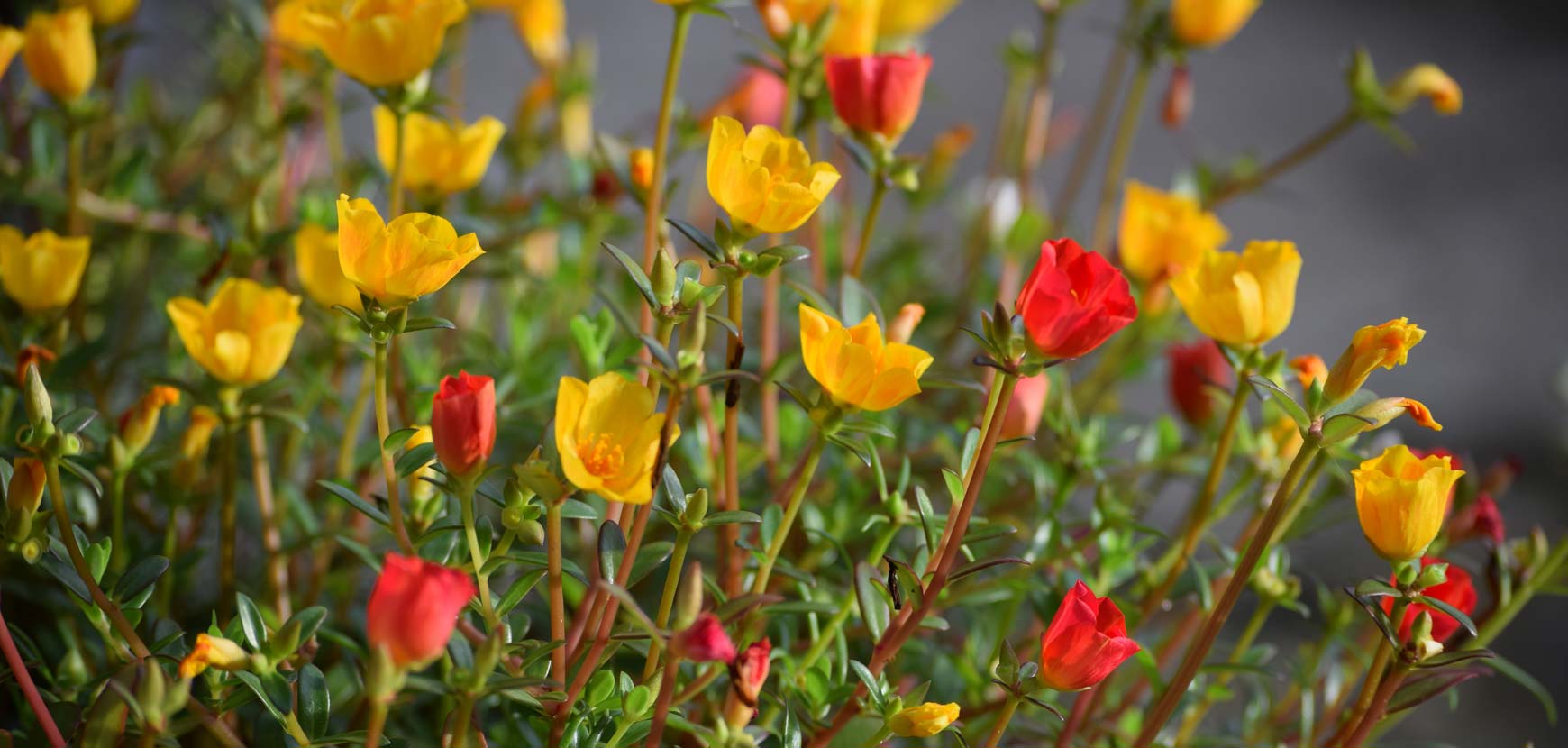 Fleurs pour terrasses et balcons au soleil