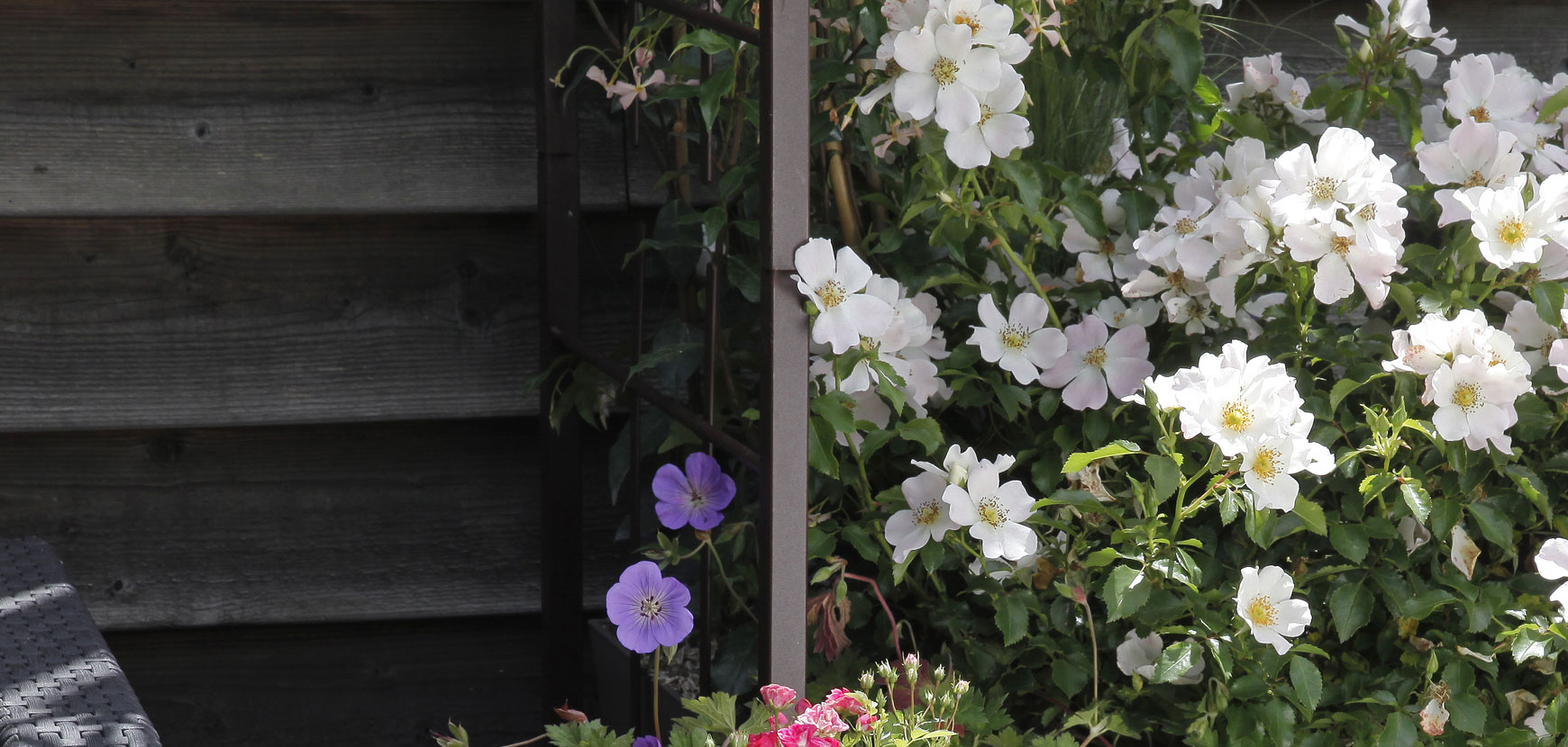 Rosiers pour balcons et terrasses