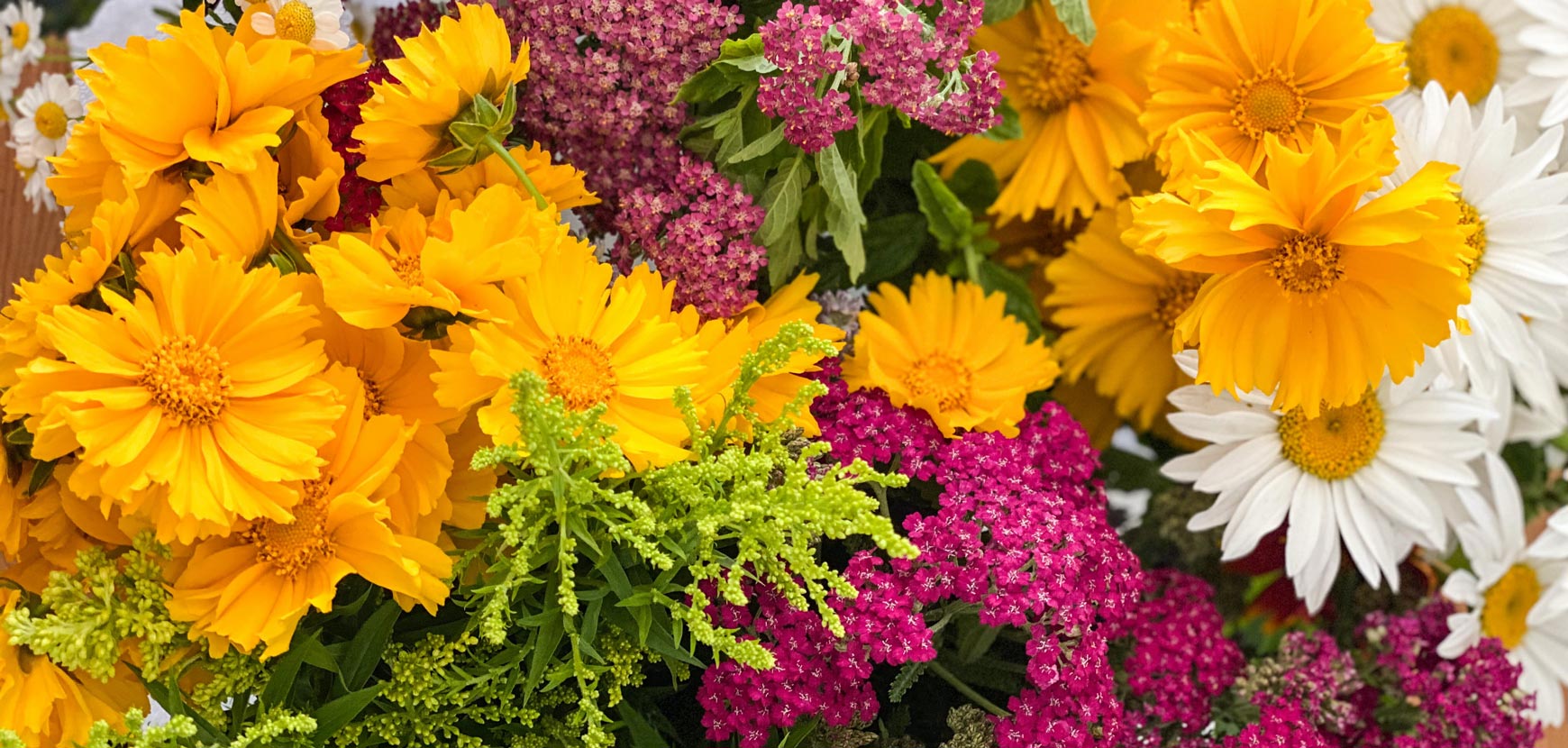 Vivaces pour massifs et fleurs à couper