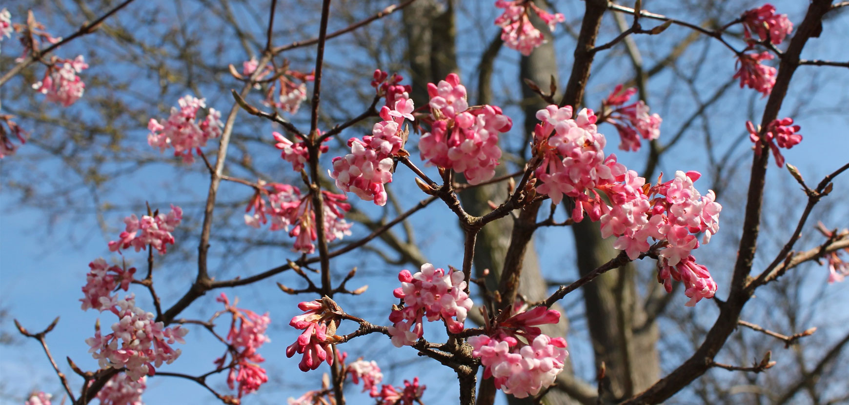 Arbustes et plantes grimpantes par période de floraison