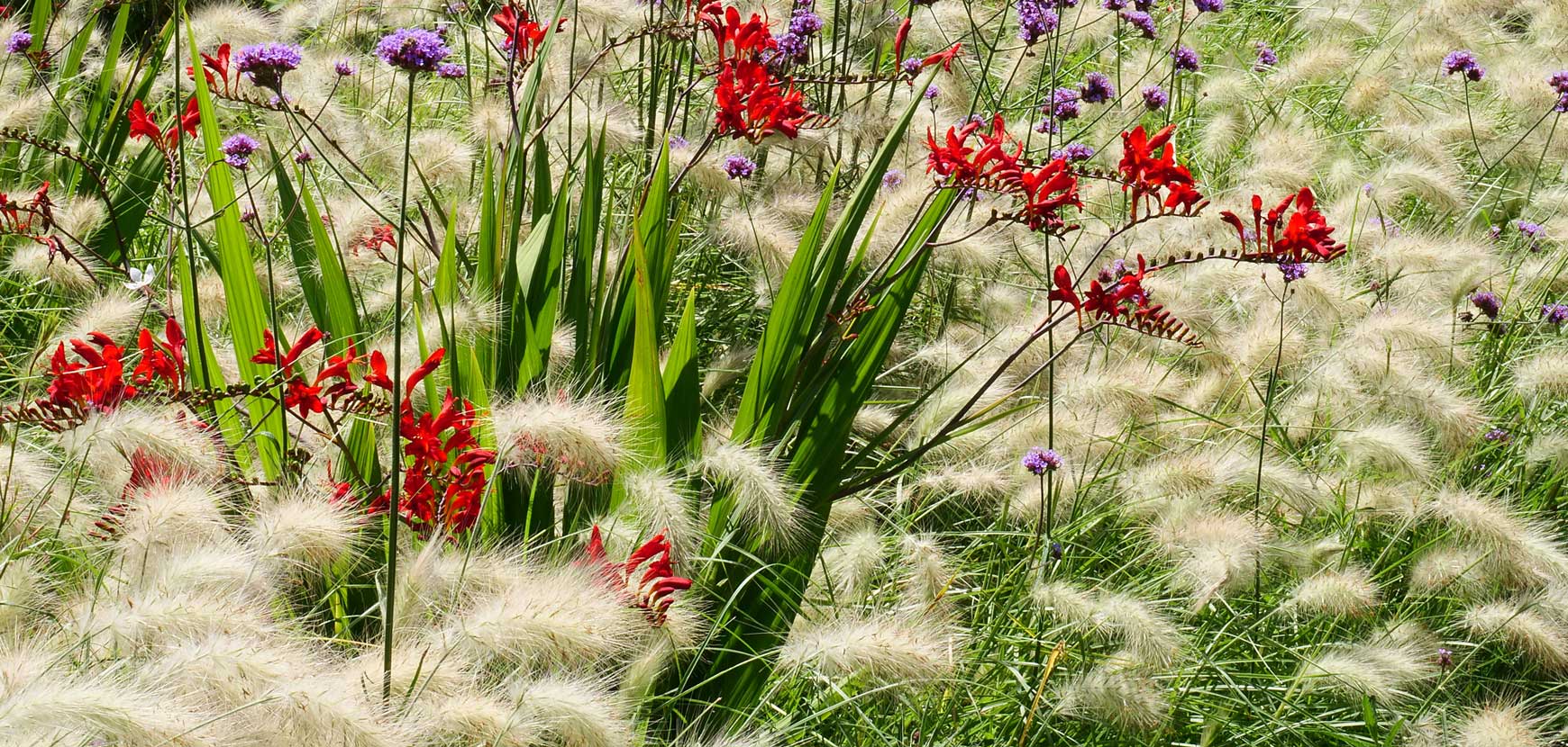 10 fleurs pour le jardin qui aiment la sécheresse