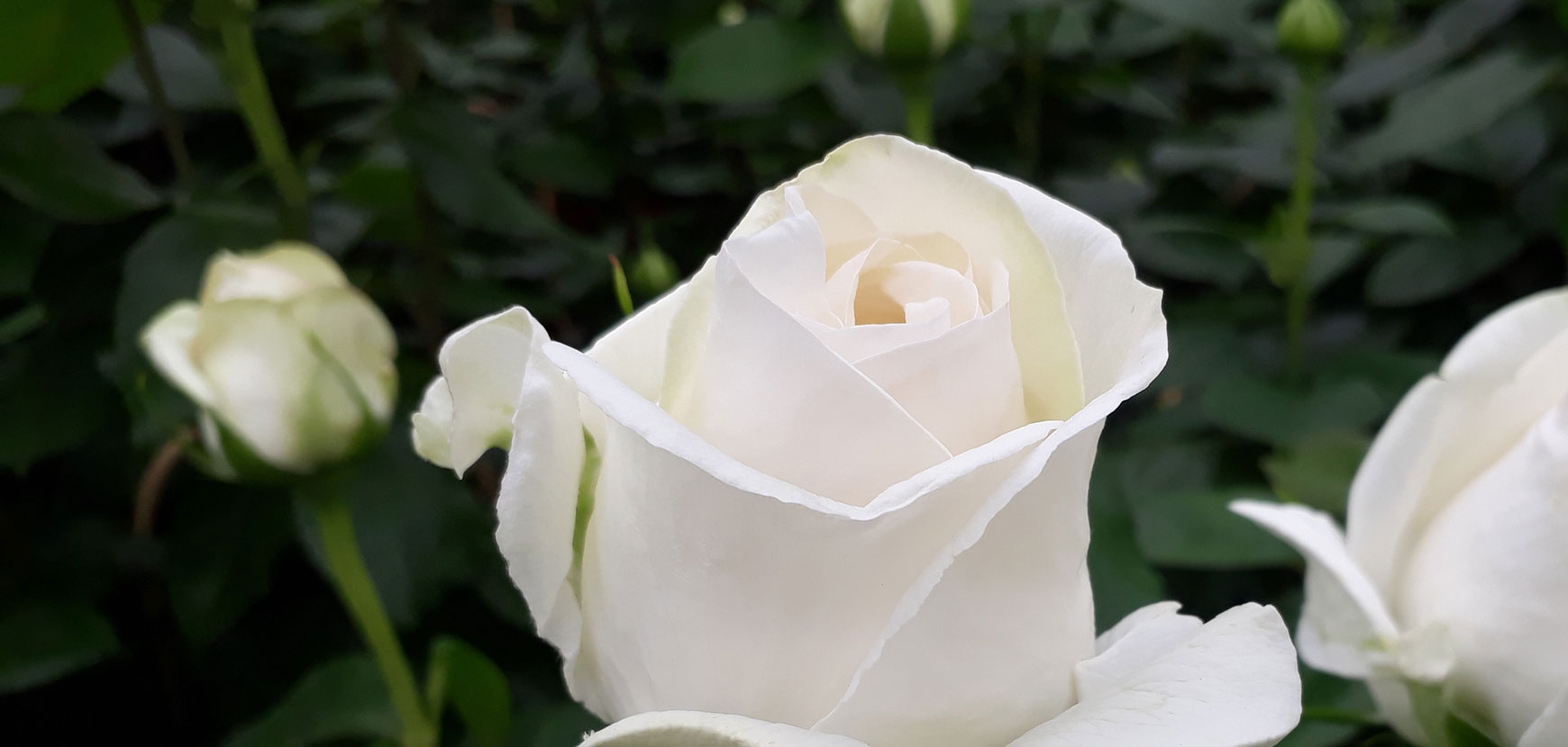 Rosiers blancs : la délicatesse du jardin