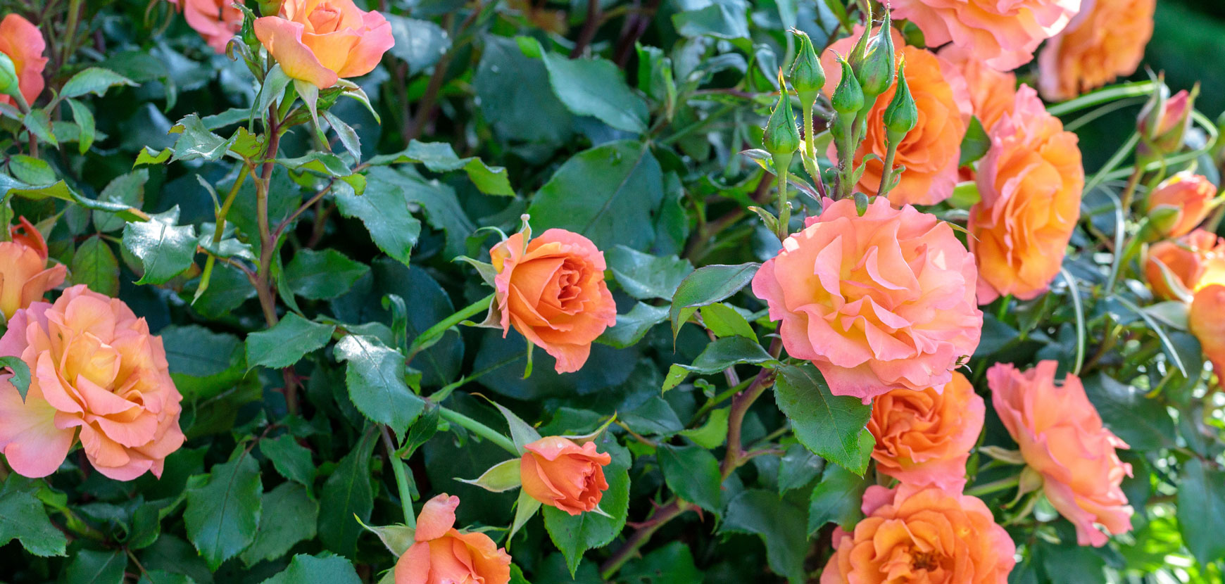 Rosiers orange : la touche chaleureuse 