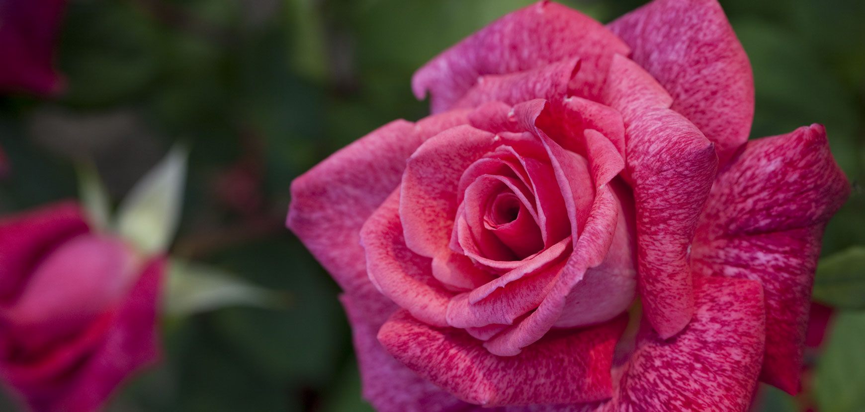 Nos jardins en couleurs