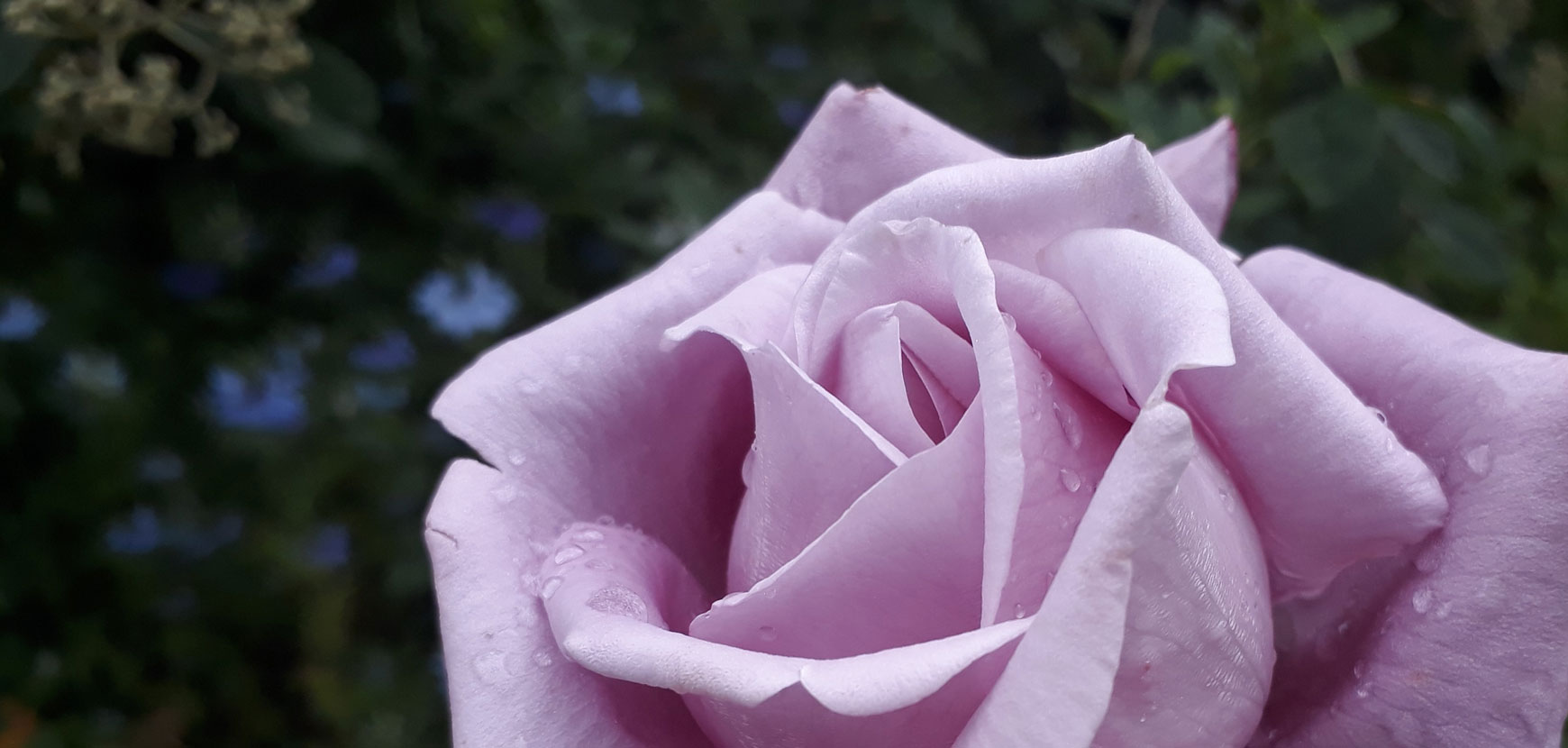 Comment obtenir un jardin Violet ?