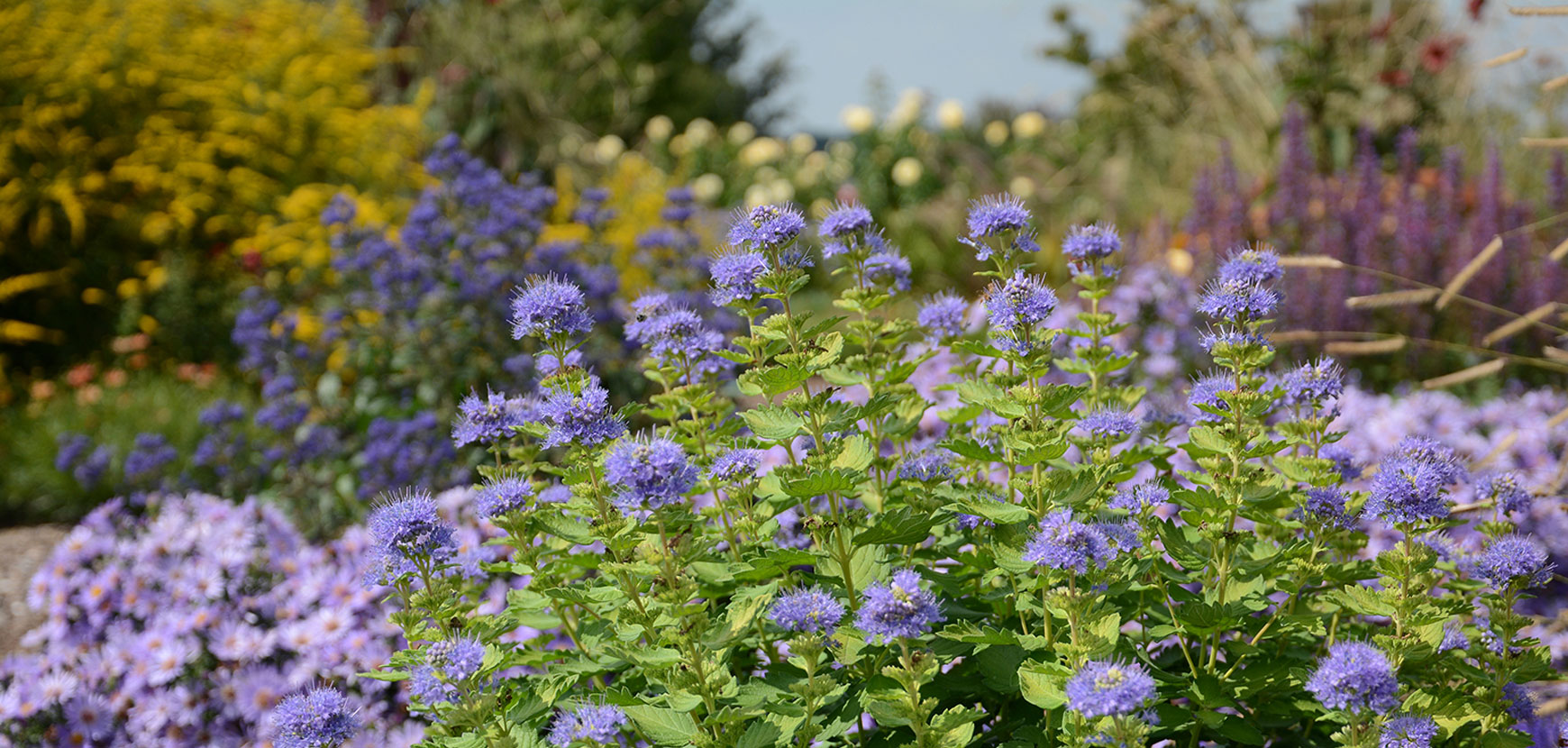 Floraison et fructification d'automne et d'hiver