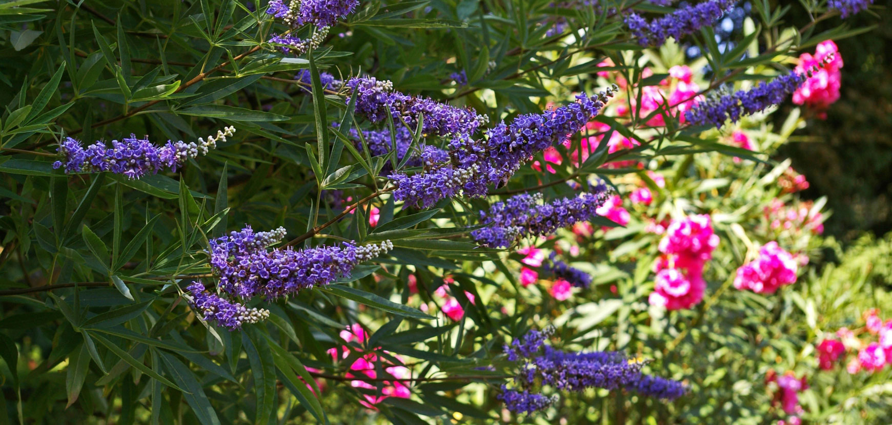 Floraison d'été