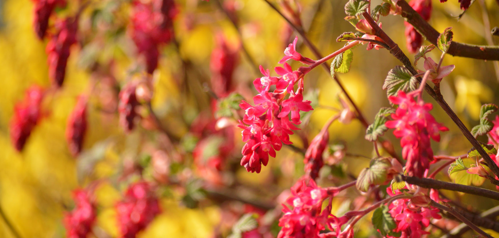 Jardin fleuri en automne