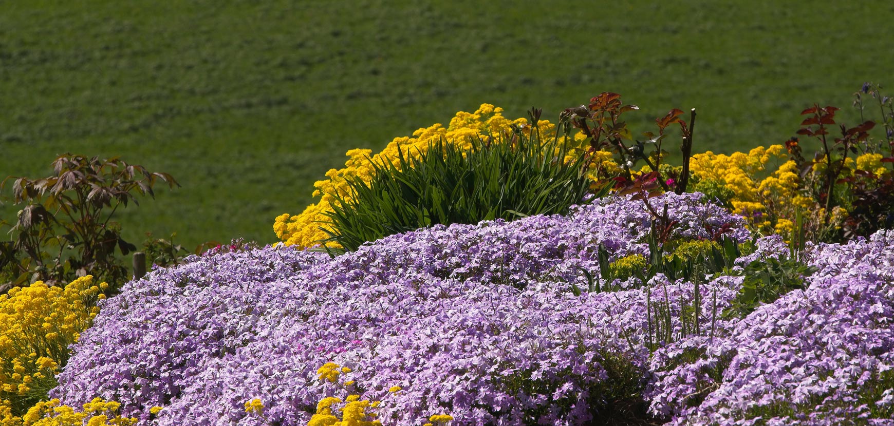 Vivaces à floraison printanière