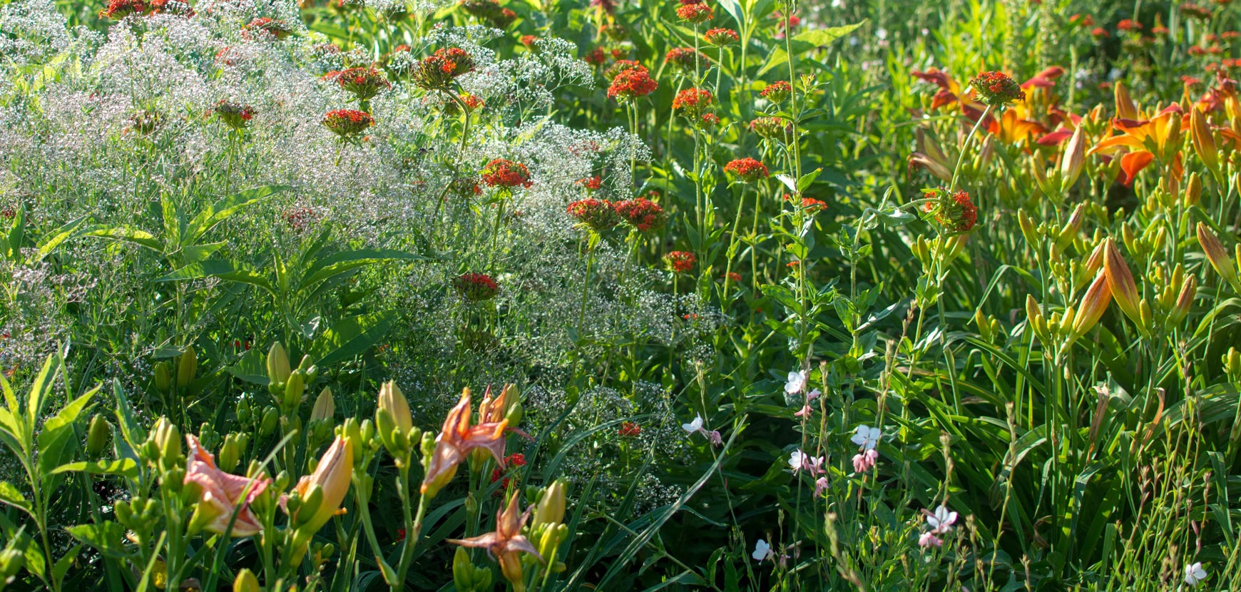 Vivaces à floraison estivale