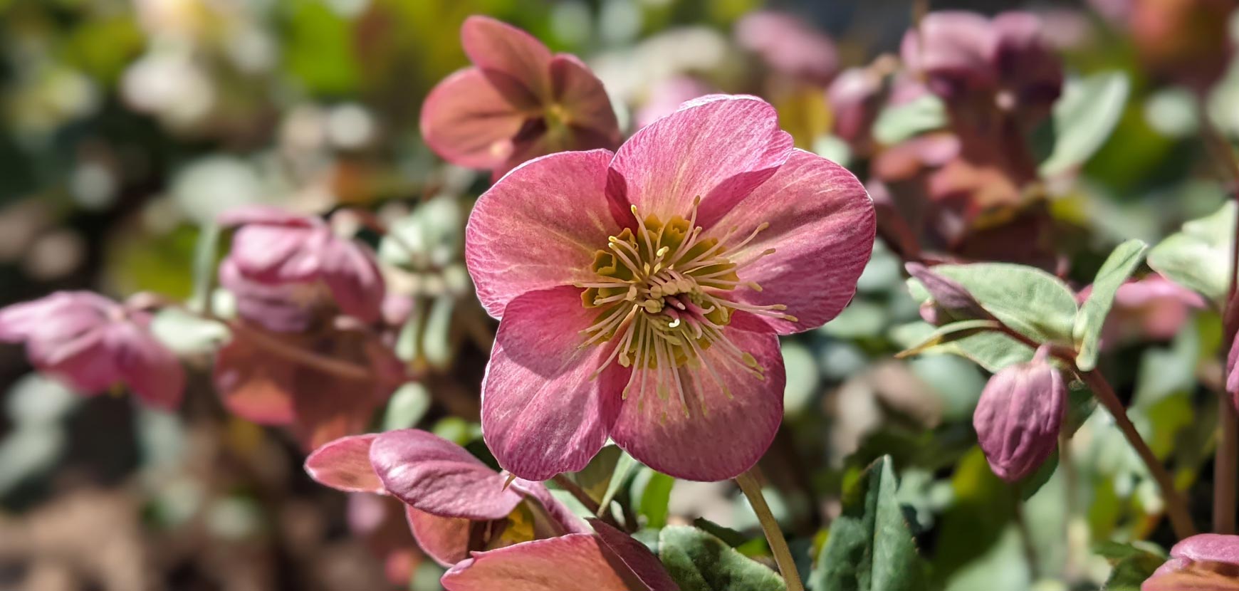 Vivaces à floraison hivernale