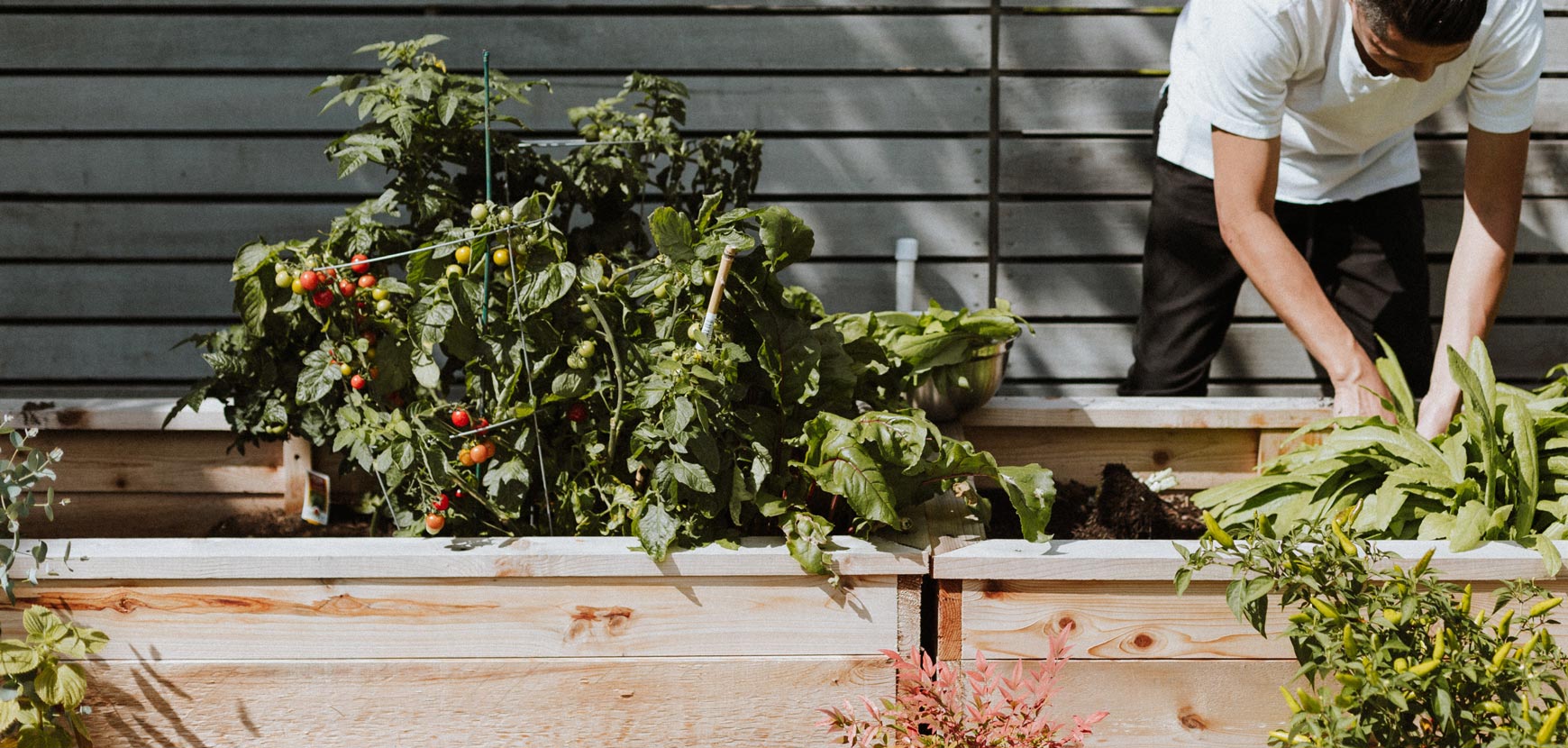 Graines et potagers pour balcons et terrasses