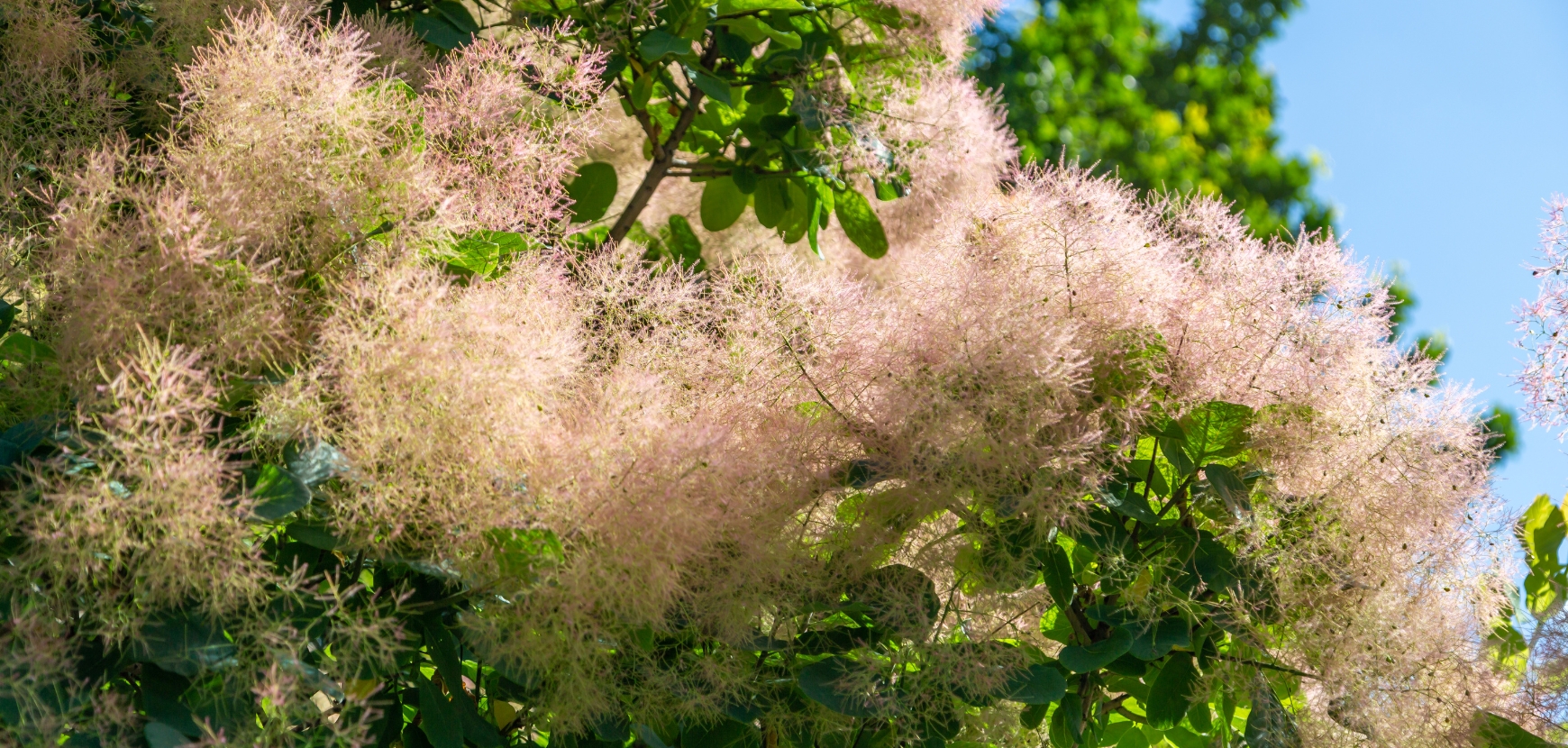 Arbre à perruques ou Cotinus