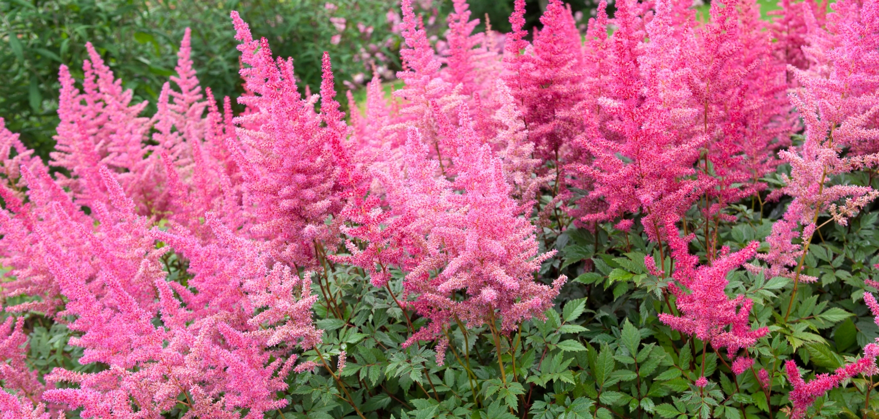 Astilbes