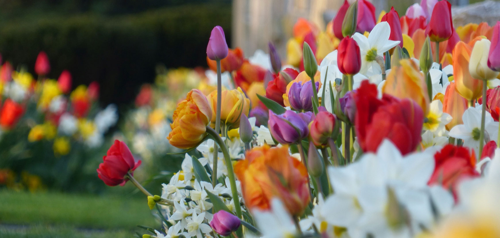 Le Guide : Bulbes à fleurs  Produits jardins - Meilland Richardier