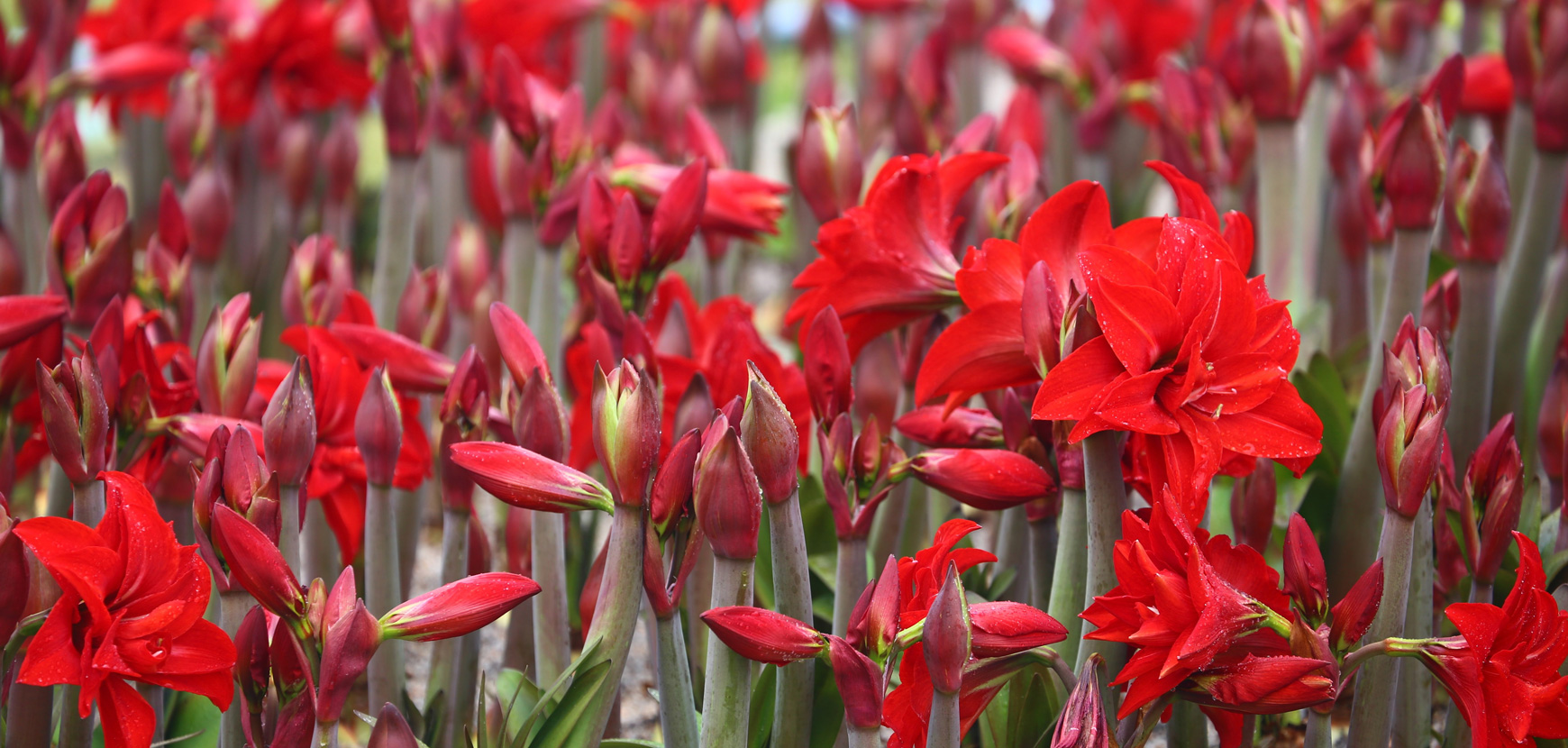 Le Guide : Bulbes à fleurs  Produits jardins - Meilland Richardier