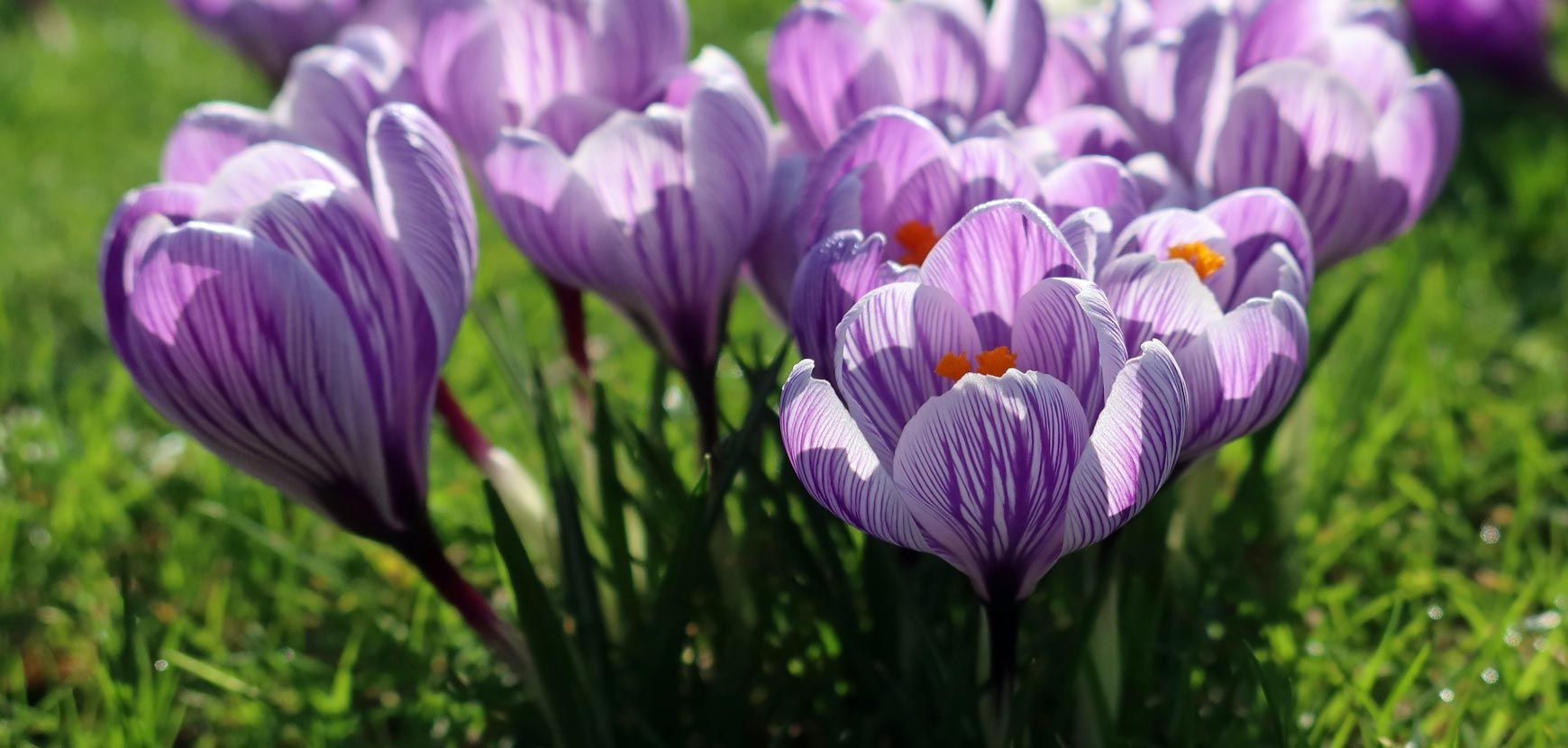 Crocus