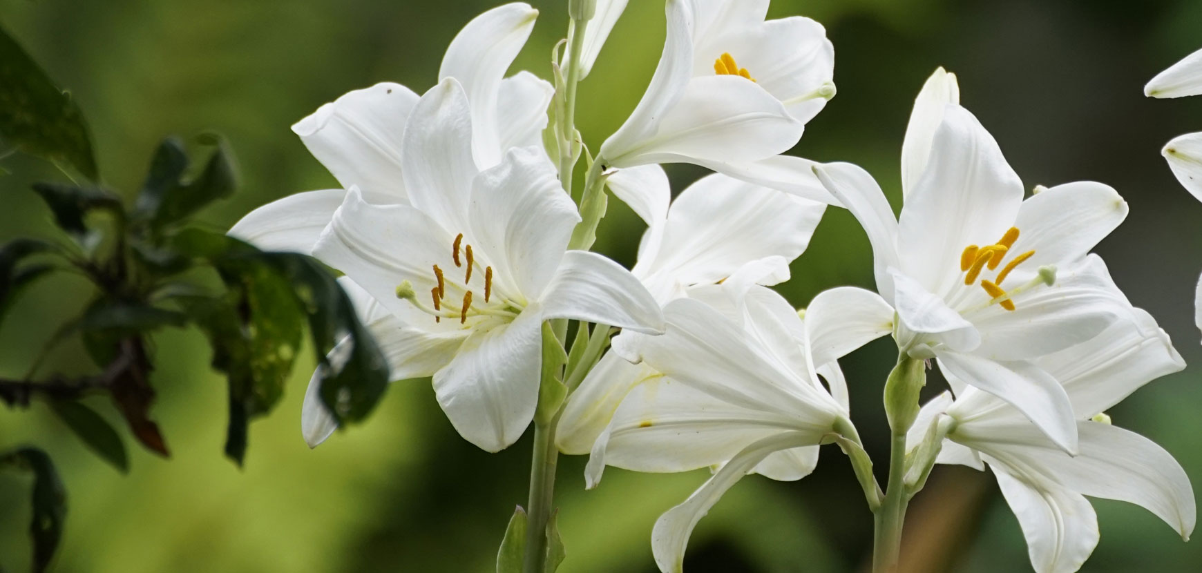 Lis ou Lilium à planter en automne