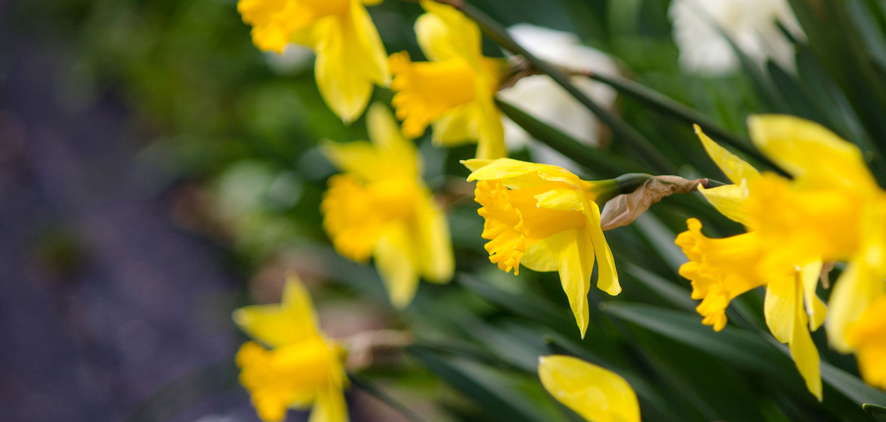 Narcisses et Jonquilles