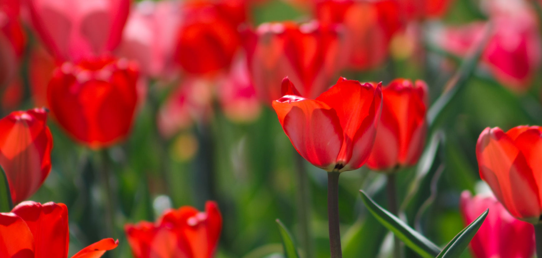 Tulipes : toutes nos variétés