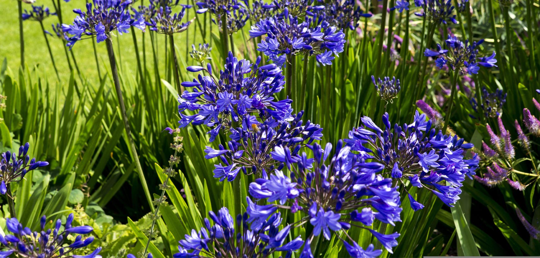 Agapanthes en pot ou en pleine terre : le Rêve bleu et blanc du Jardin !