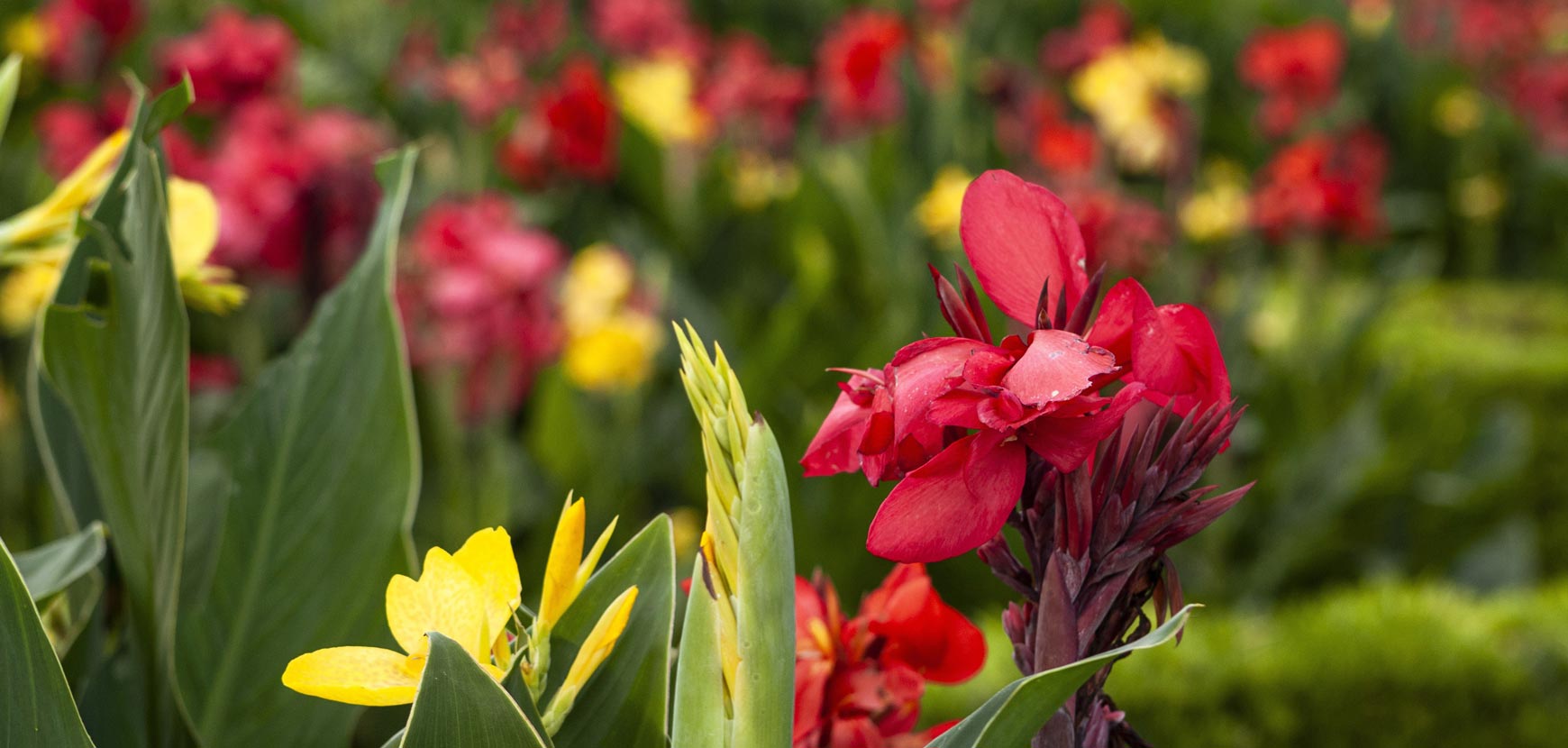 Cannas