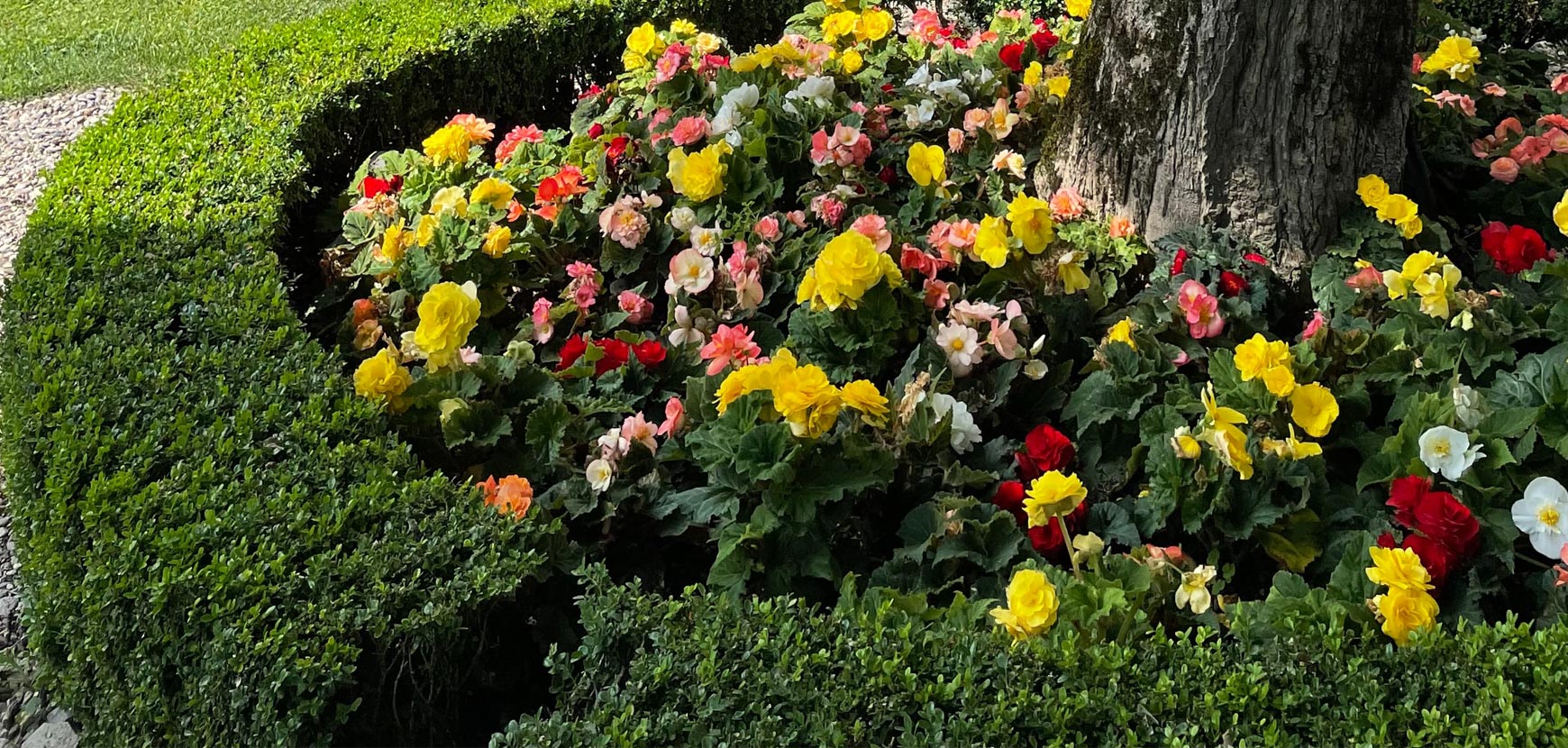 Bulbes pour jardin d'ombre