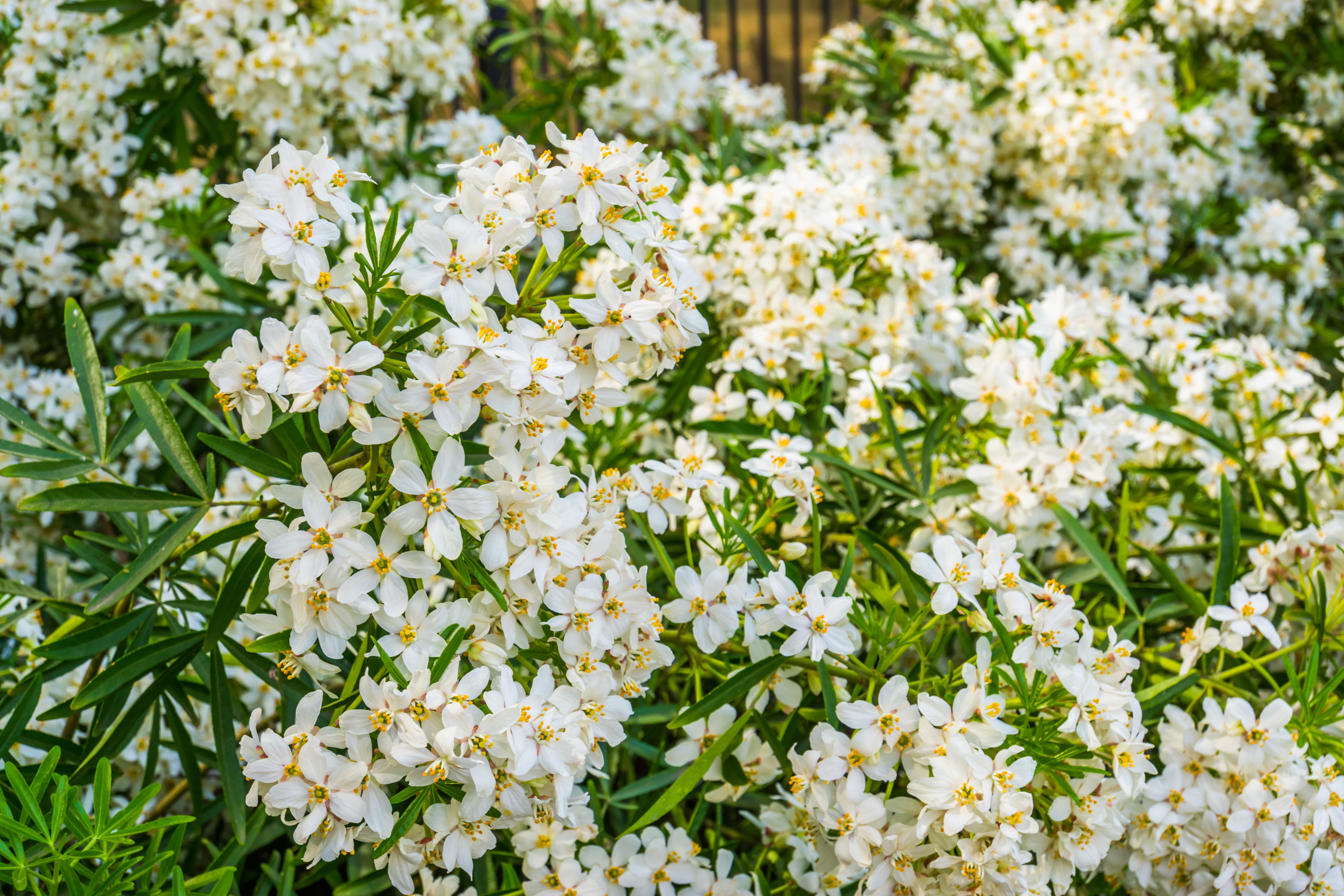 Arbustes à floraison printanière
