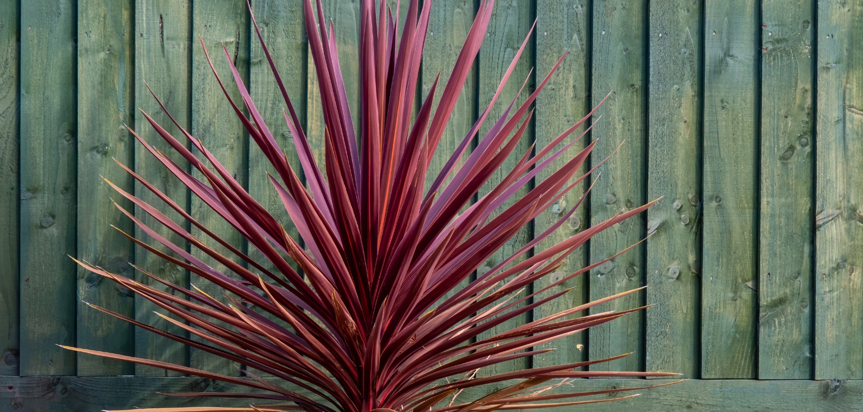 Cordyline