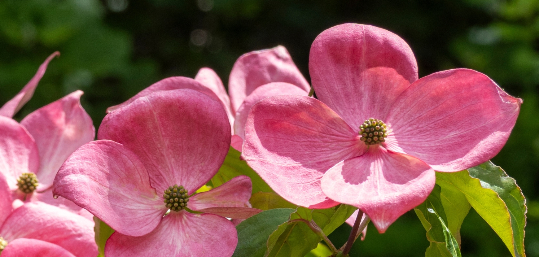 Cornouillers ou Cornus