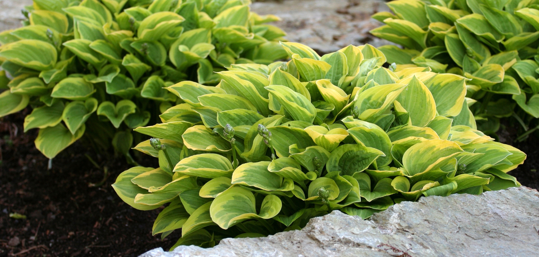 Hostas