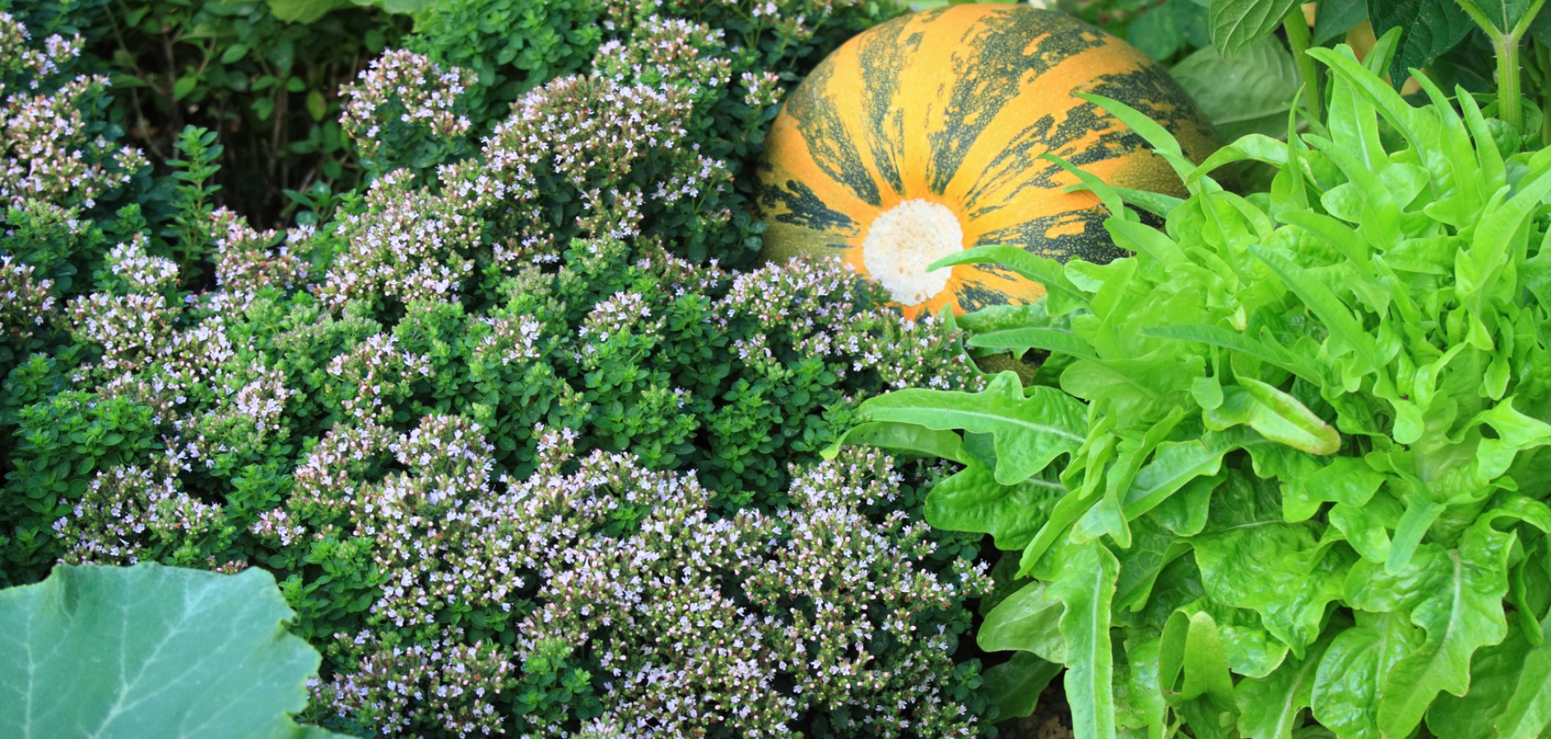 Jardins BIO et naturel