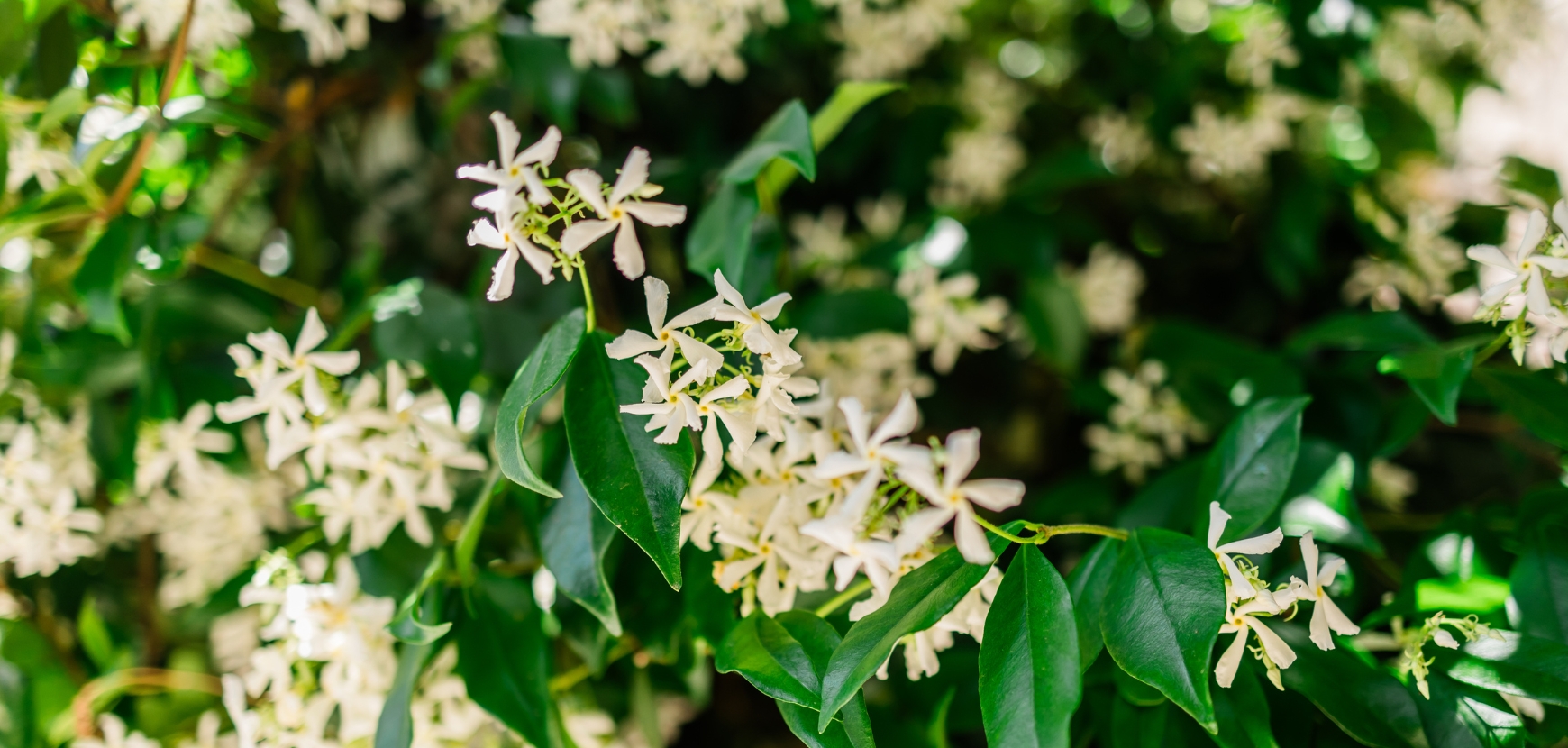 Jasmins étoilés, Trachelospermum Jasmins étoilés, Trachelospermum