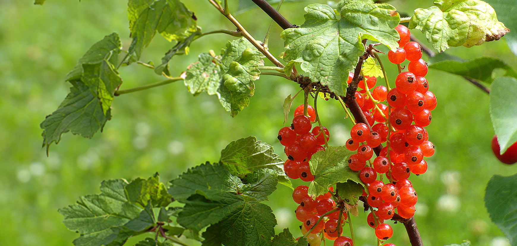 Offre Plus = Moins sur nos petits fruits !