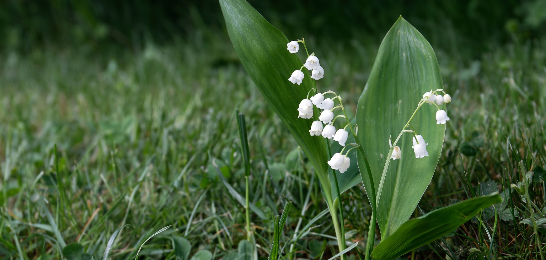 Muguet