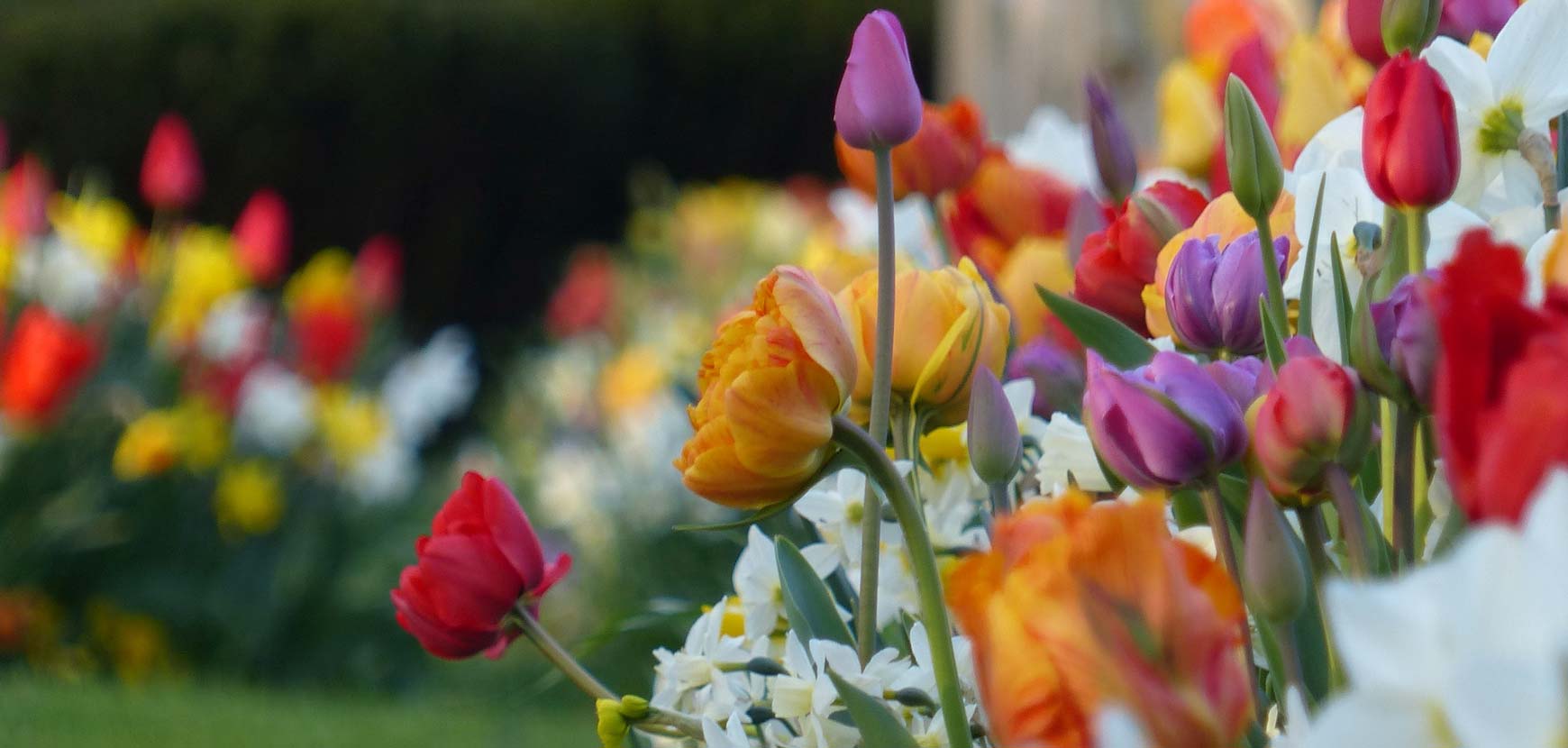 Nos fleurs à bulbes en promotion
