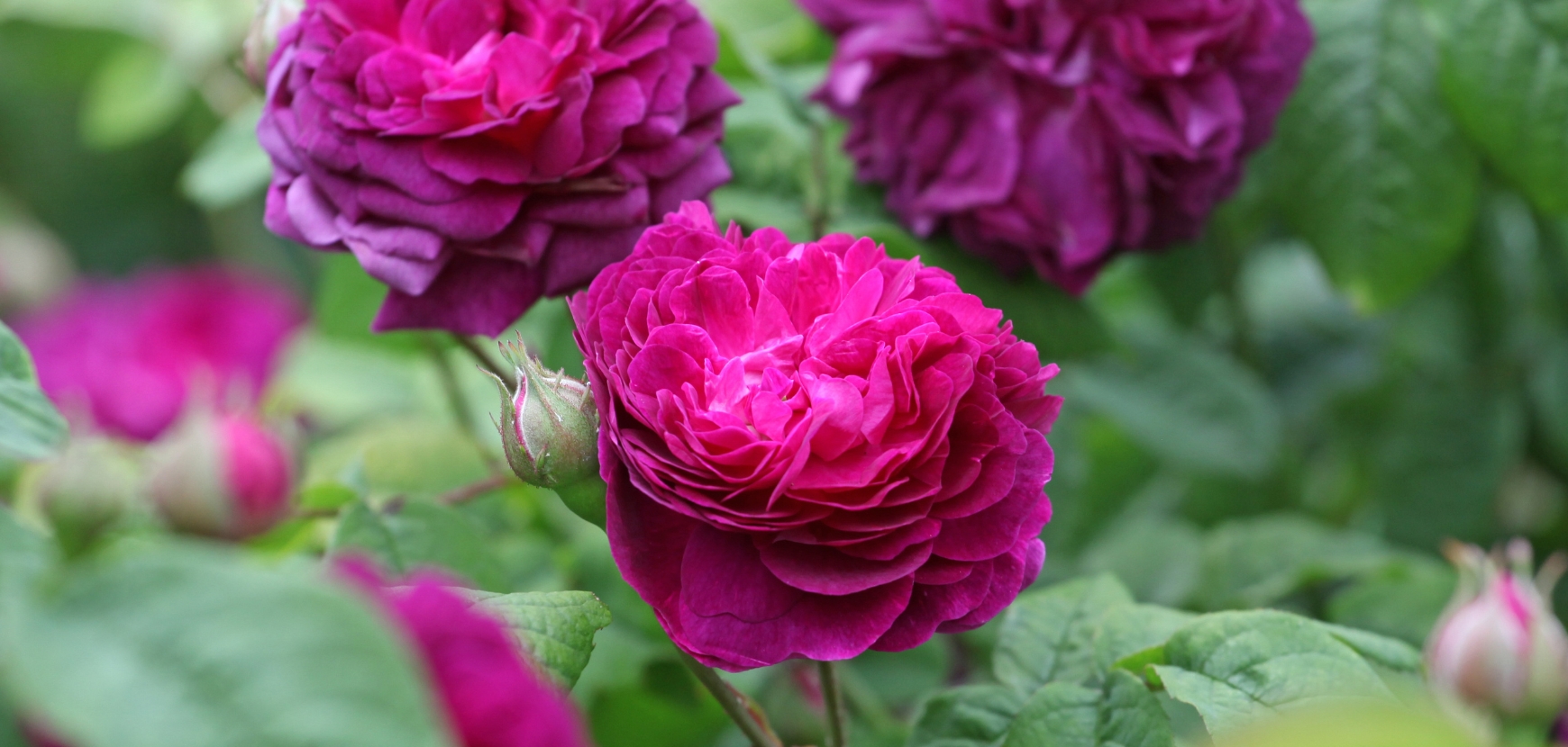 Rosiers anciens