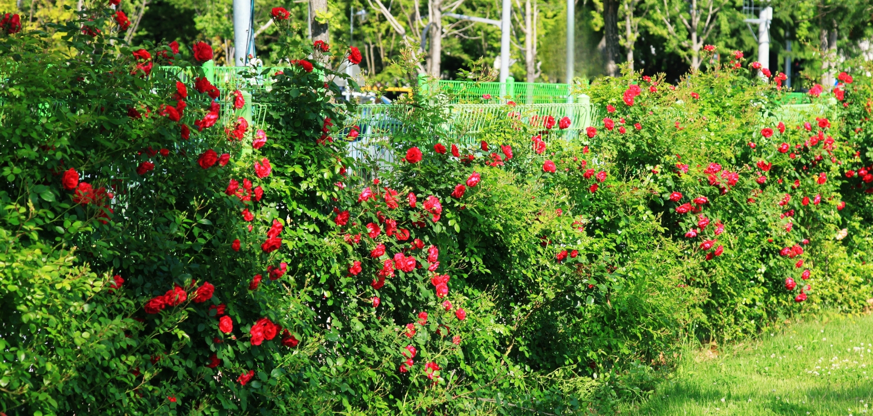 Rosiers pour haies Rosiers pour haies