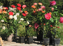 Rosiers buissons à grands fleurs et rosiers buissons à fleurs groupées, nos conseils de plantation, de taille et d'entretien.