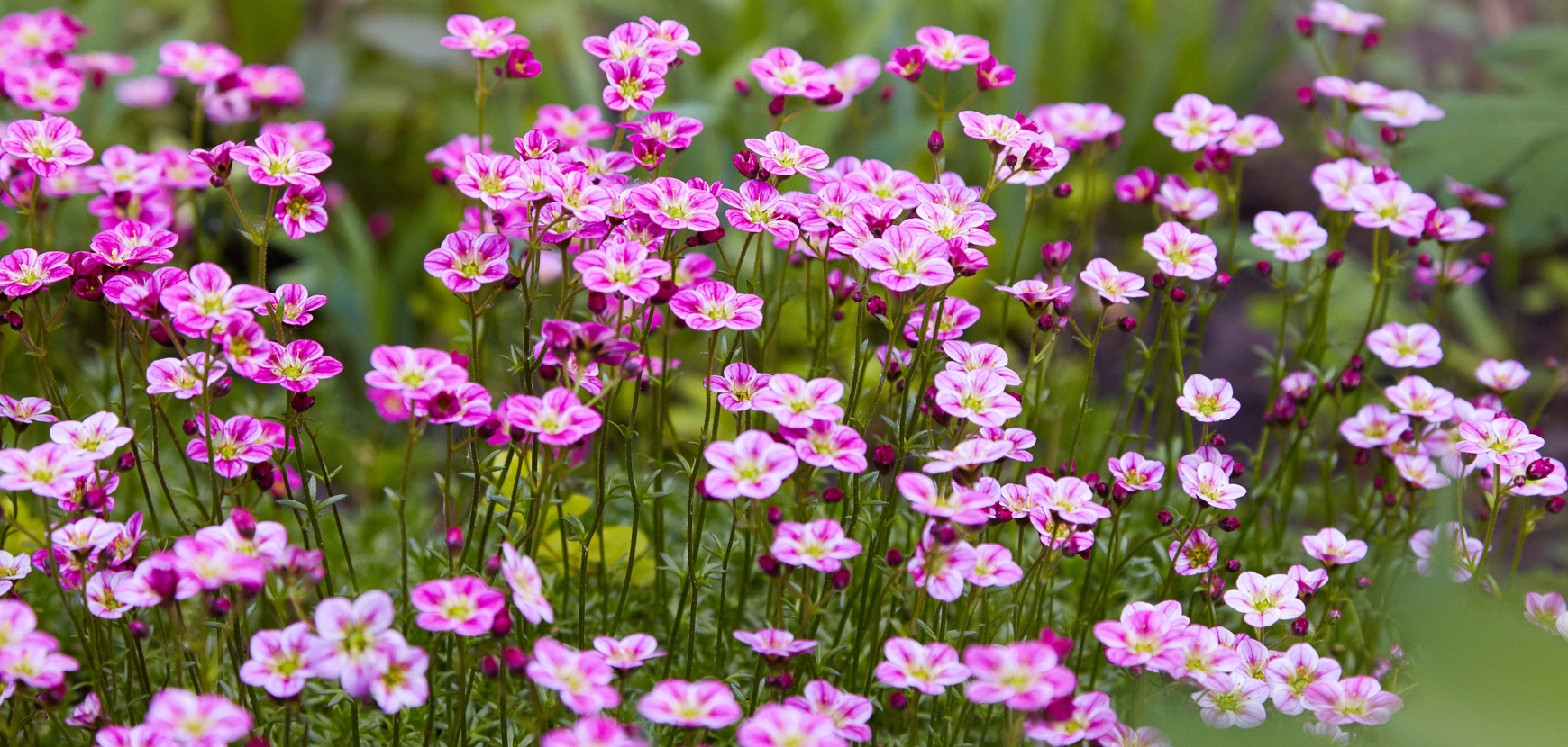 Saxifrages