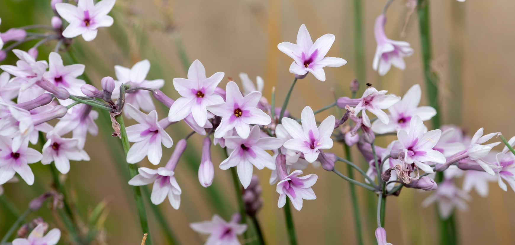 Tulbaghia
