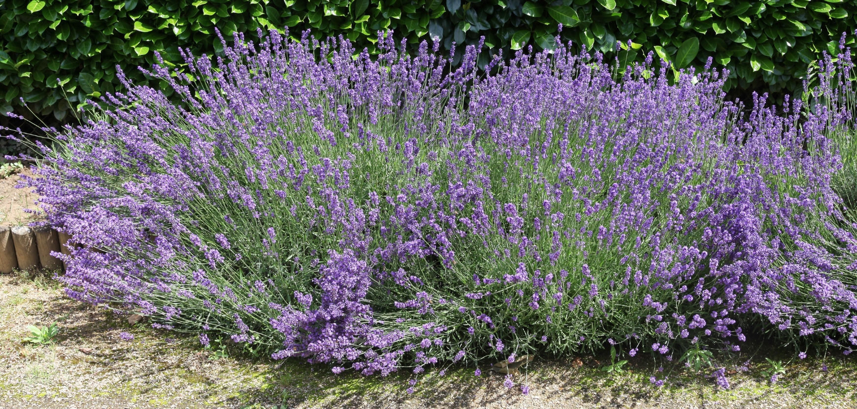 Vivaces pour le soleil