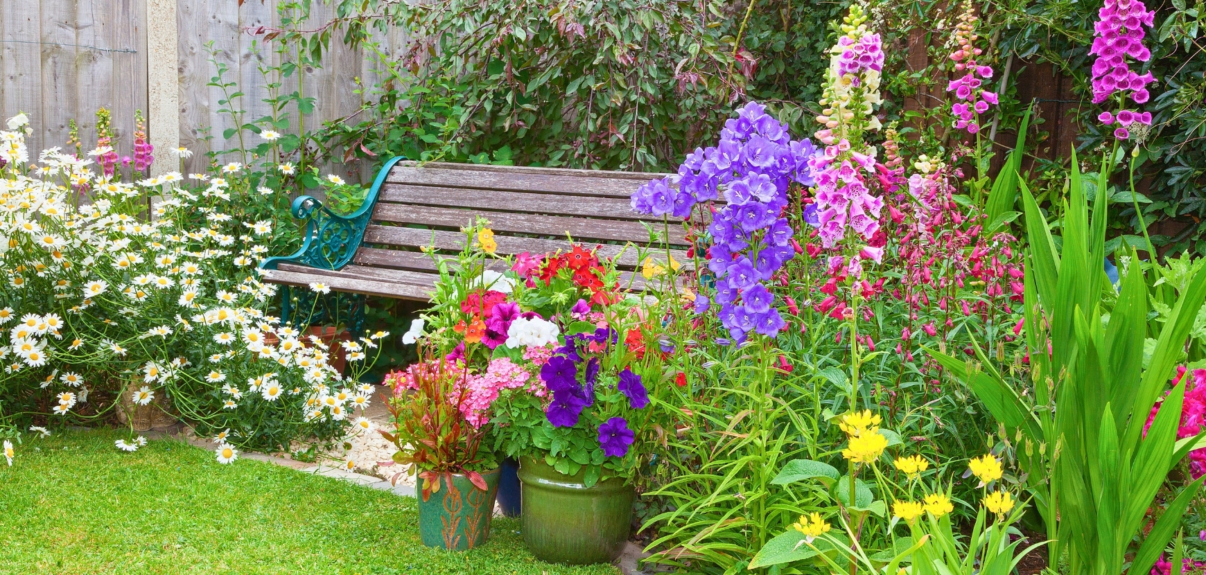 Promotions Fleurs Vivaces