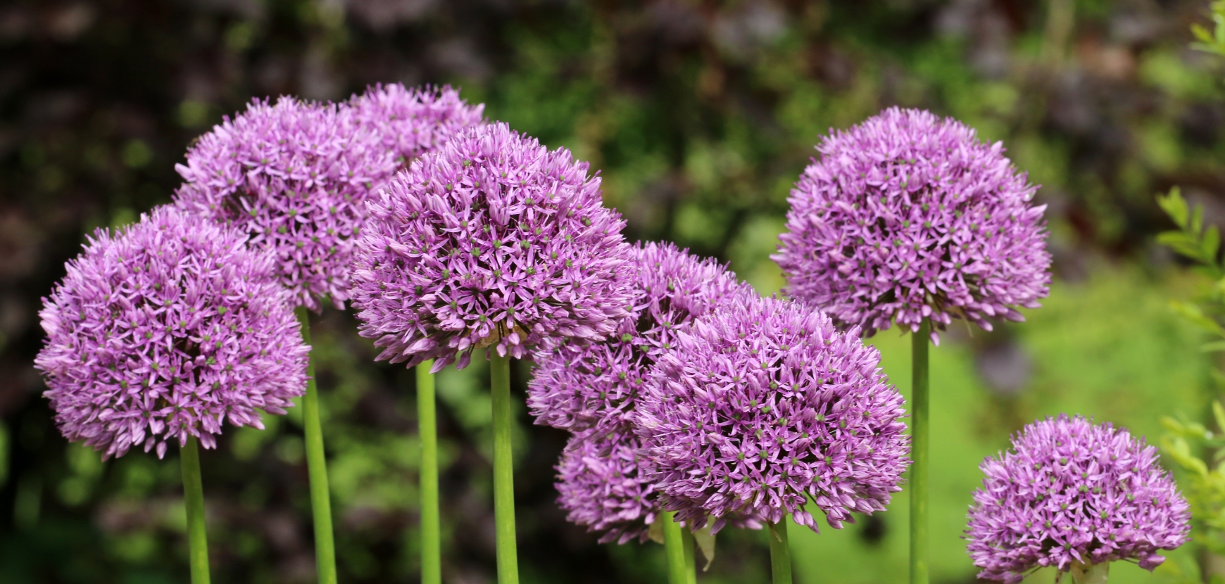Allium, ail d'ornement