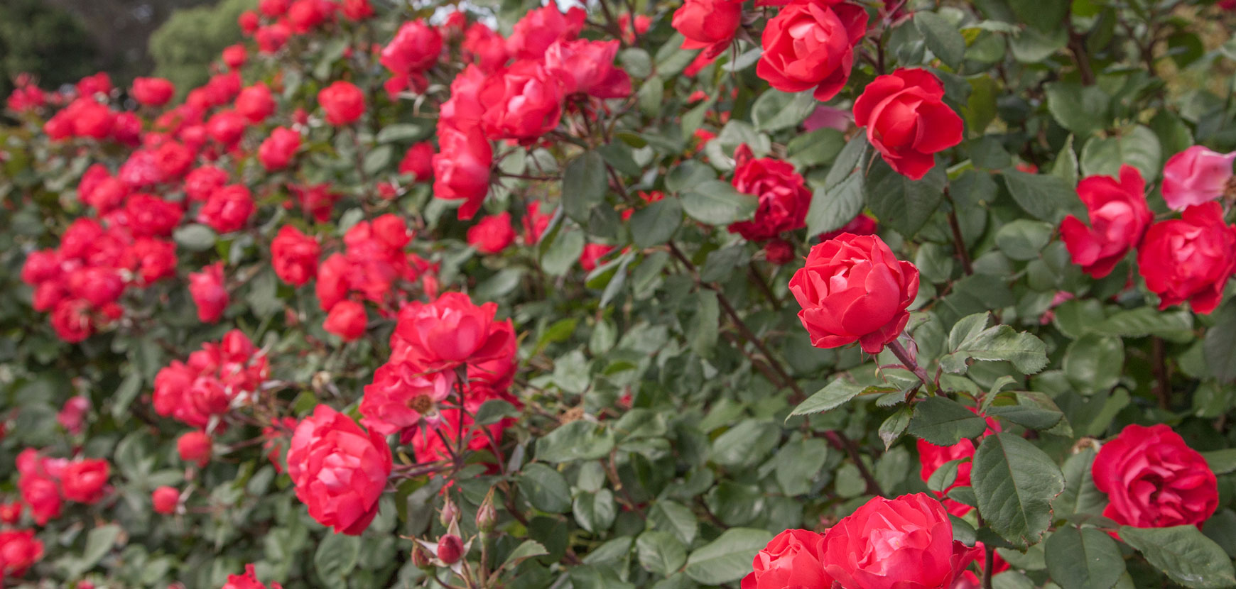 Nos rosiers Meilland à -30 %
