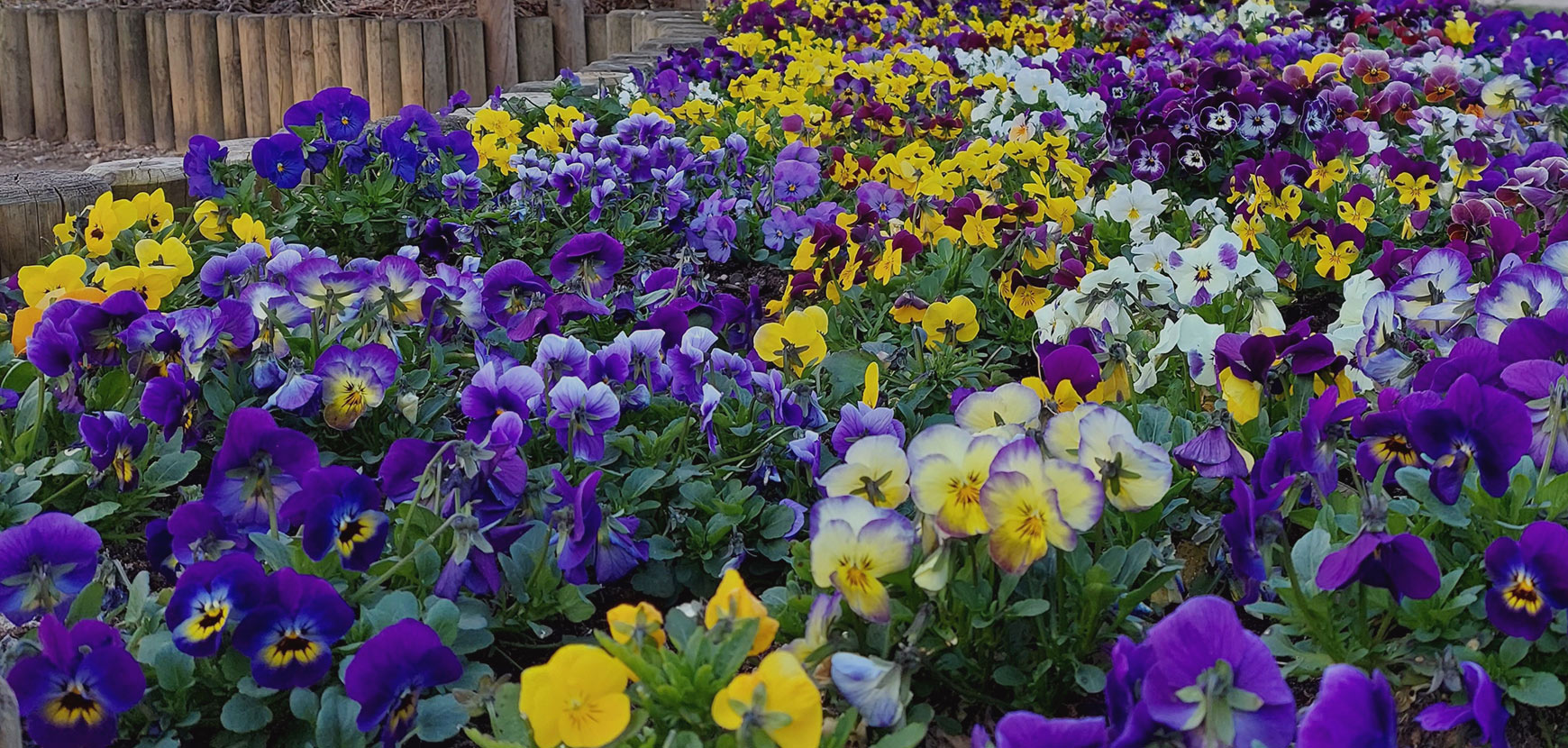 Annuelles d'automne ou Bisannuelles