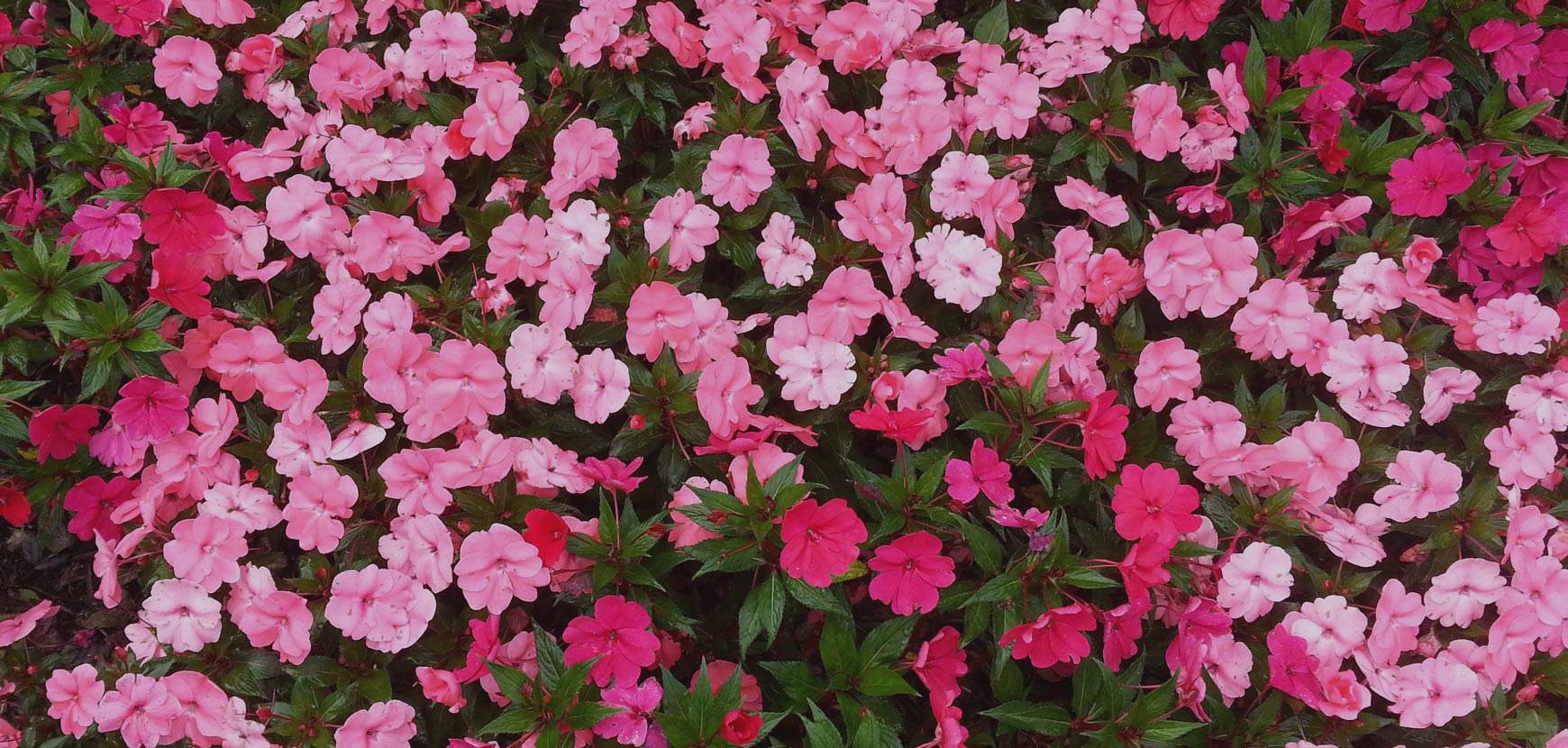 Impatiens de Nouvelle Guinée